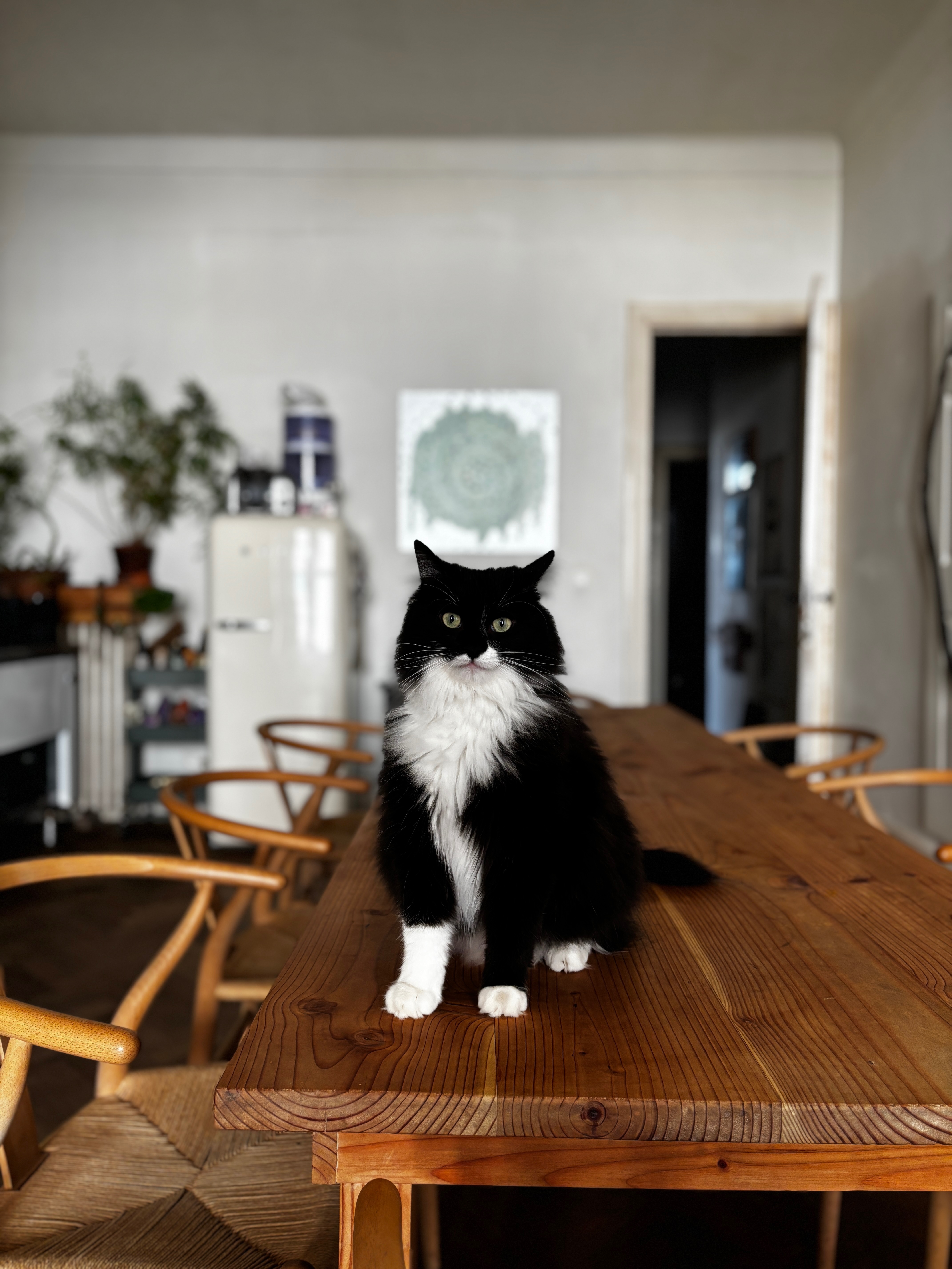 Ami’s Paw Surgery campaign photo, 2 of 7