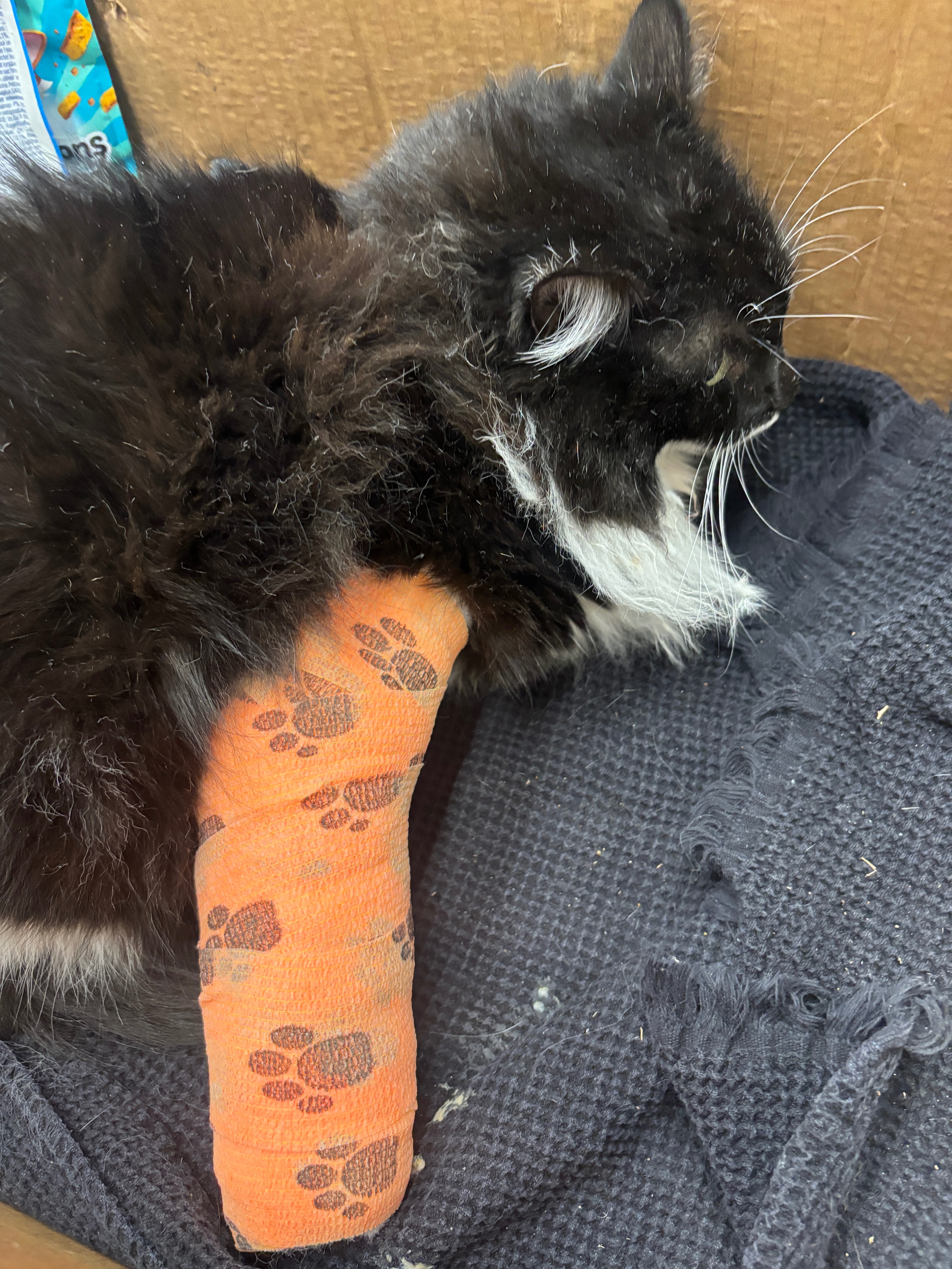 Ami’s Paw Surgery campaign photo, 5 of 7