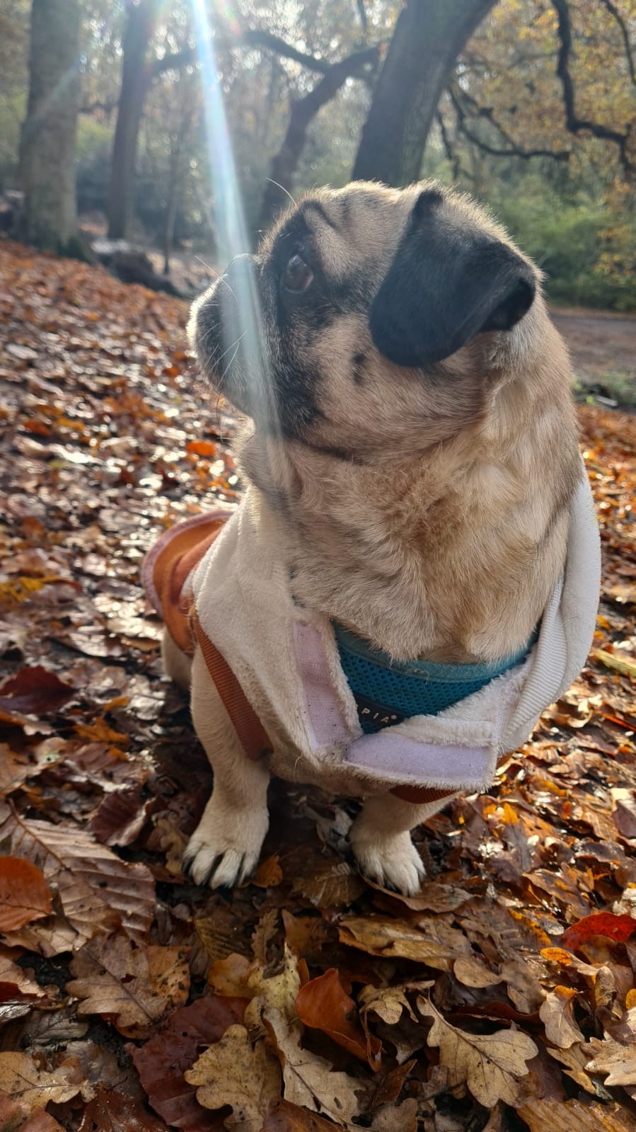 Help little Alfie with his surgery! campaign photo, 2 of 5