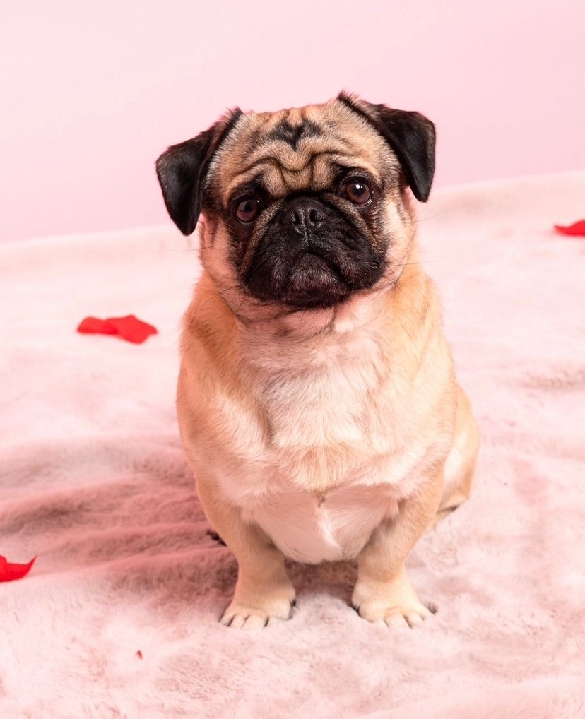 Help little Alfie with his surgery! campaign photo, 4 of 5