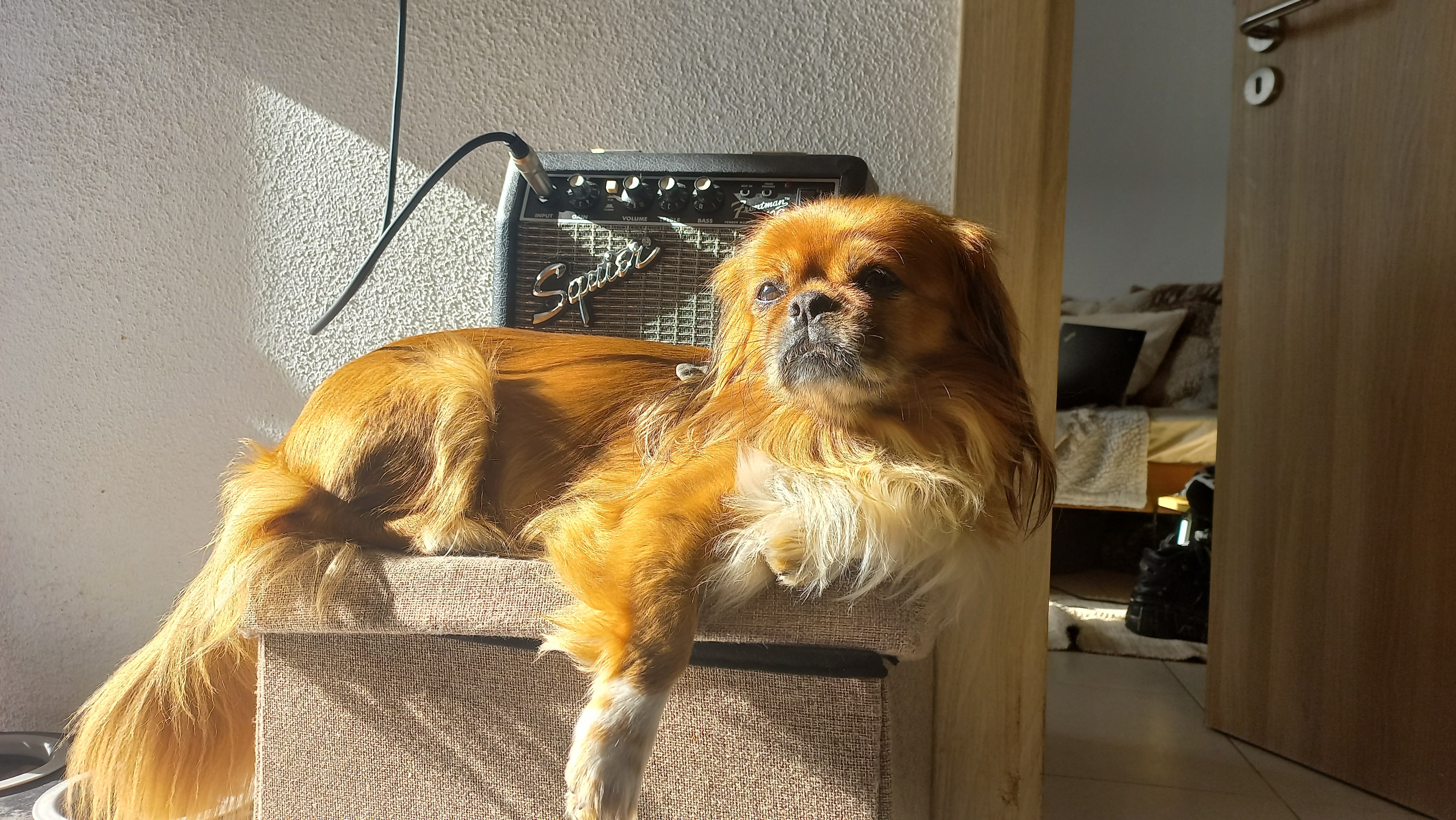 Ajuda para salvar minha Chewbacca! campaign photo, 2 of 7