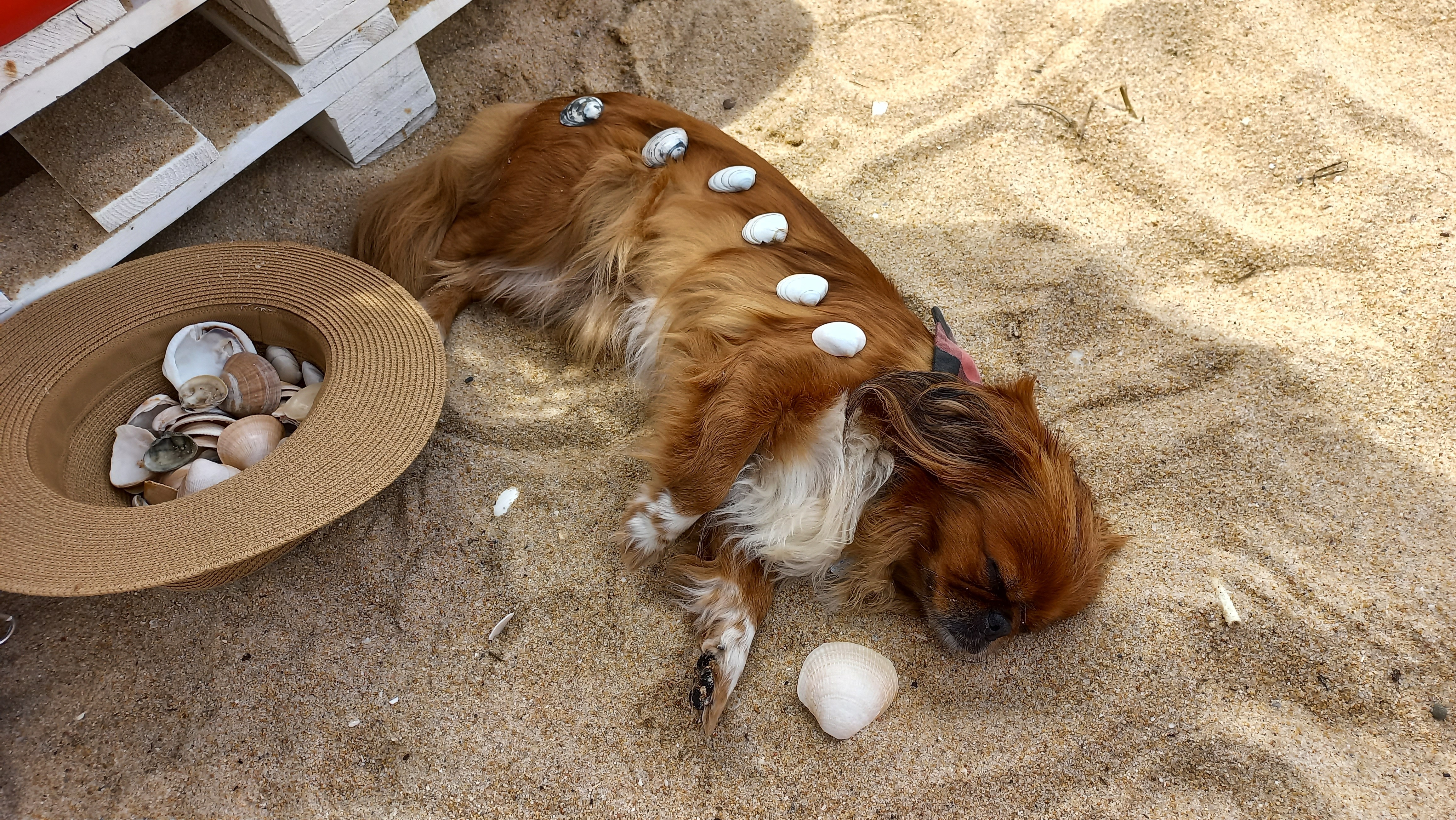 Ajuda para salvar minha Chewbacca! campaign photo, 5 of 7