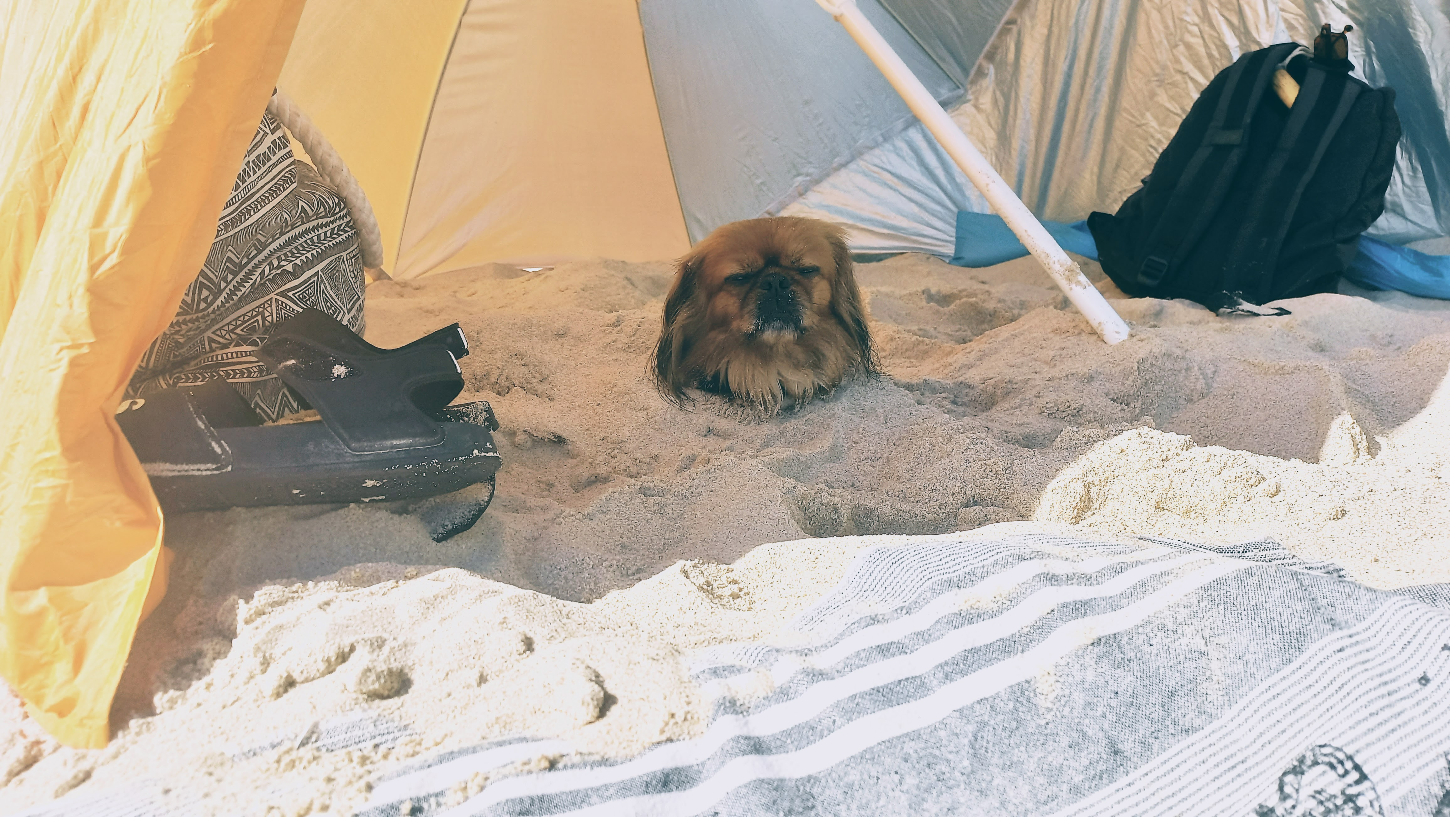 Ajuda para salvar minha Chewbacca! campaign photo, 4 of 7