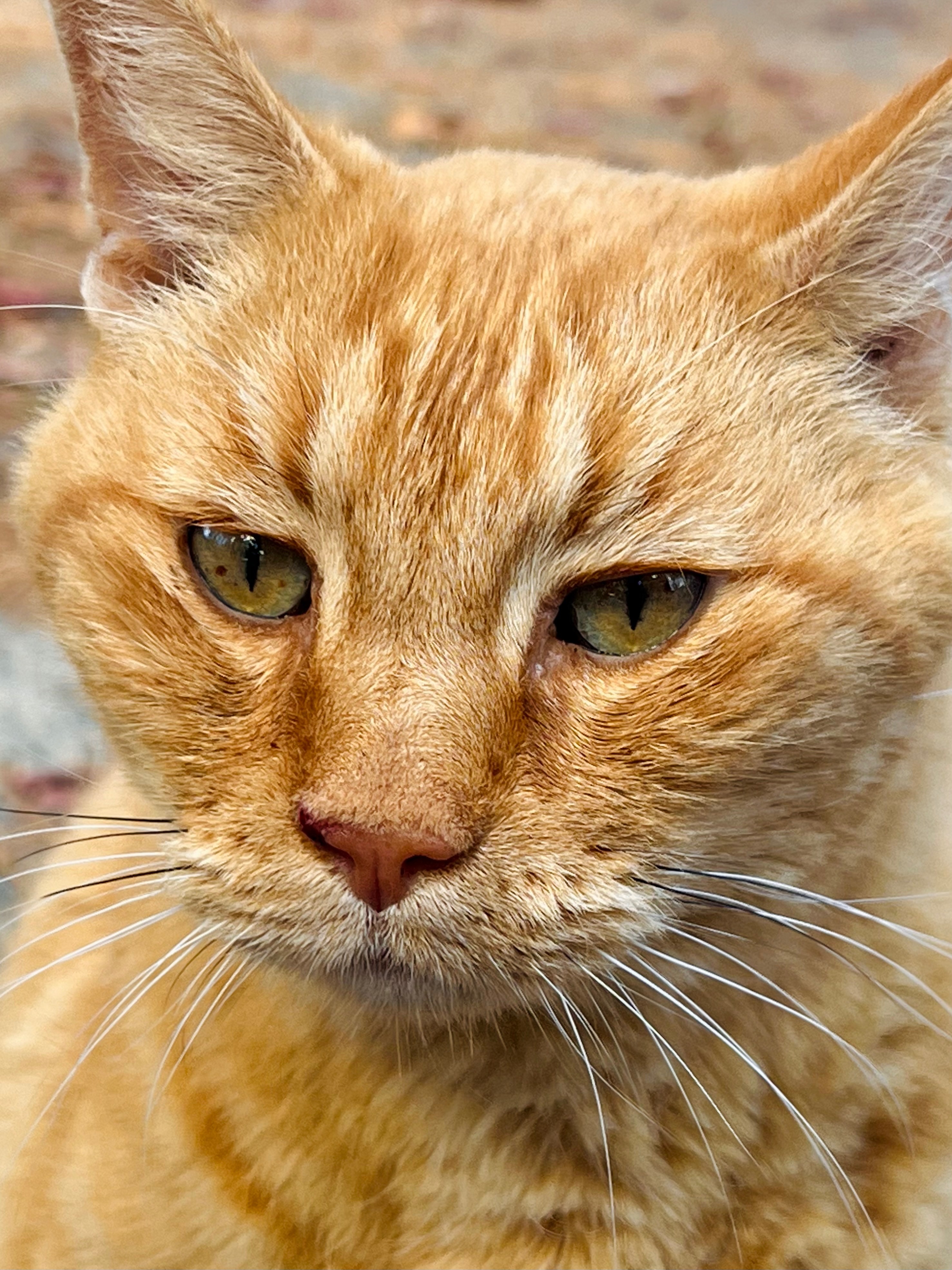 Support for Pumpkin's Final Care campaign photo, 6 of 7