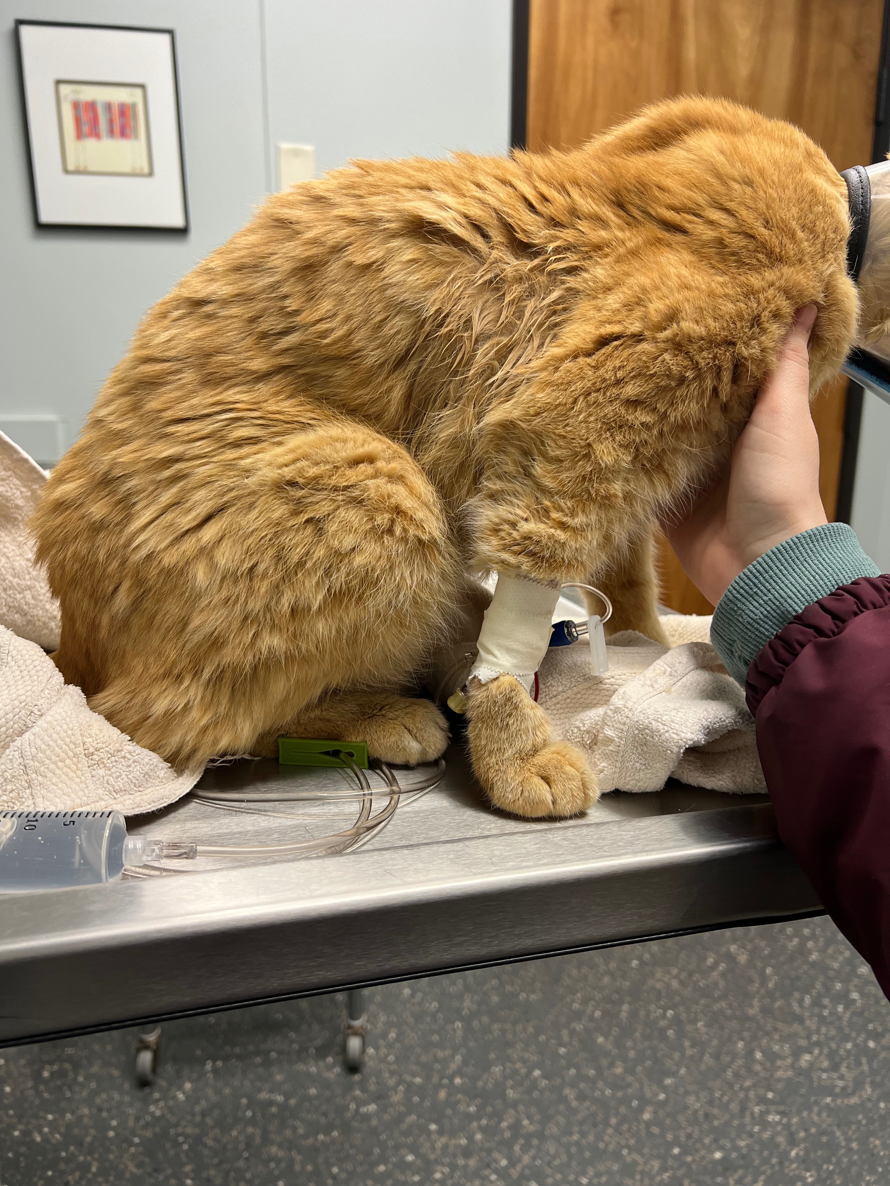 Support for Pumpkin's Final Care campaign photo, 5 of 7