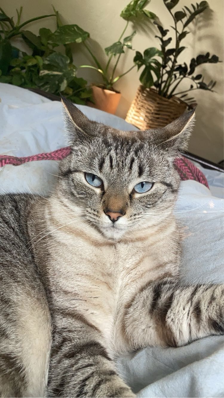 Help Save Mochi: Emergency Vet Care Needed campaign photo, 5 of 6