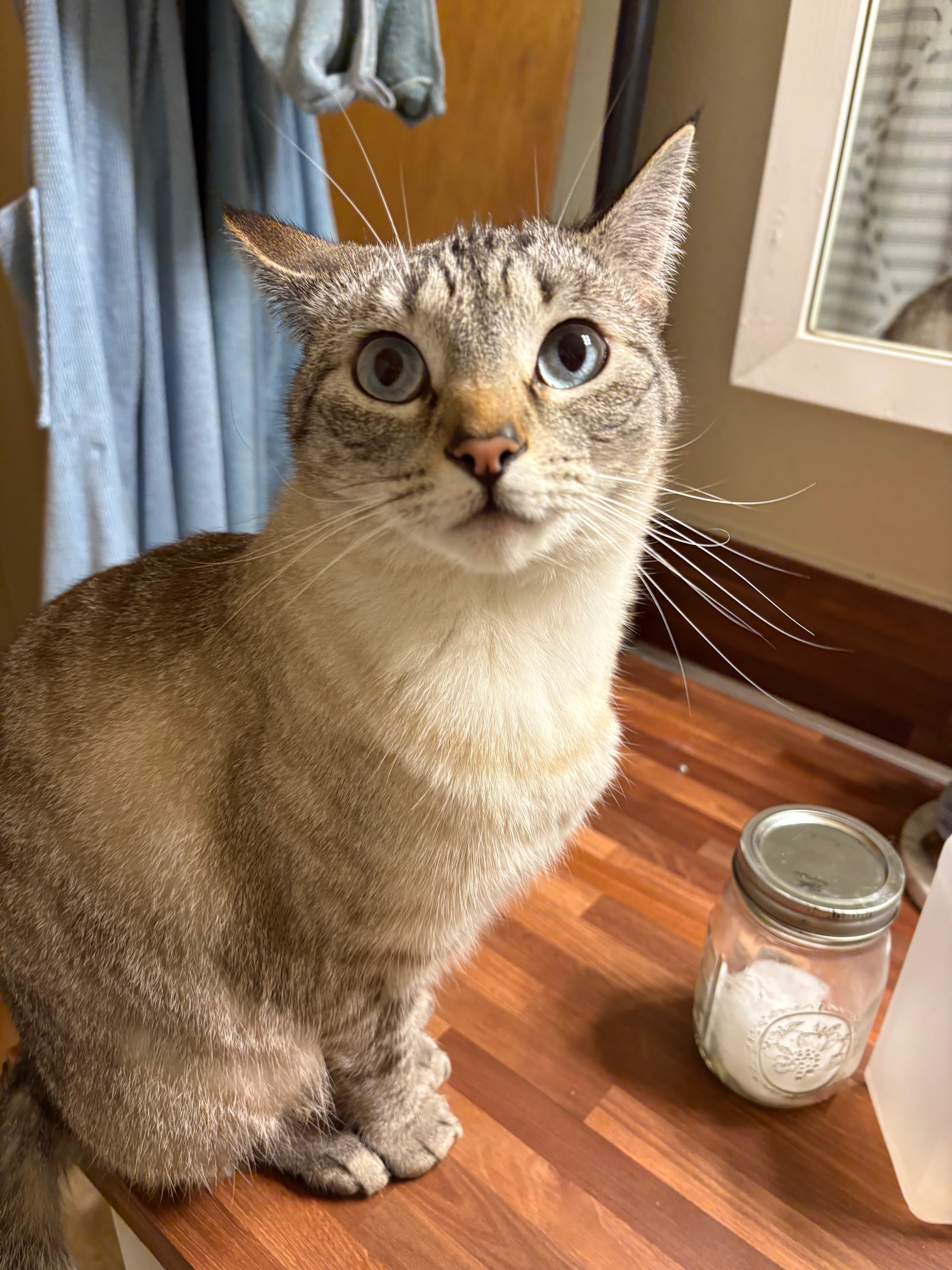 Help Save Mochi: Emergency Vet Care Needed campaign photo, 4 of 6