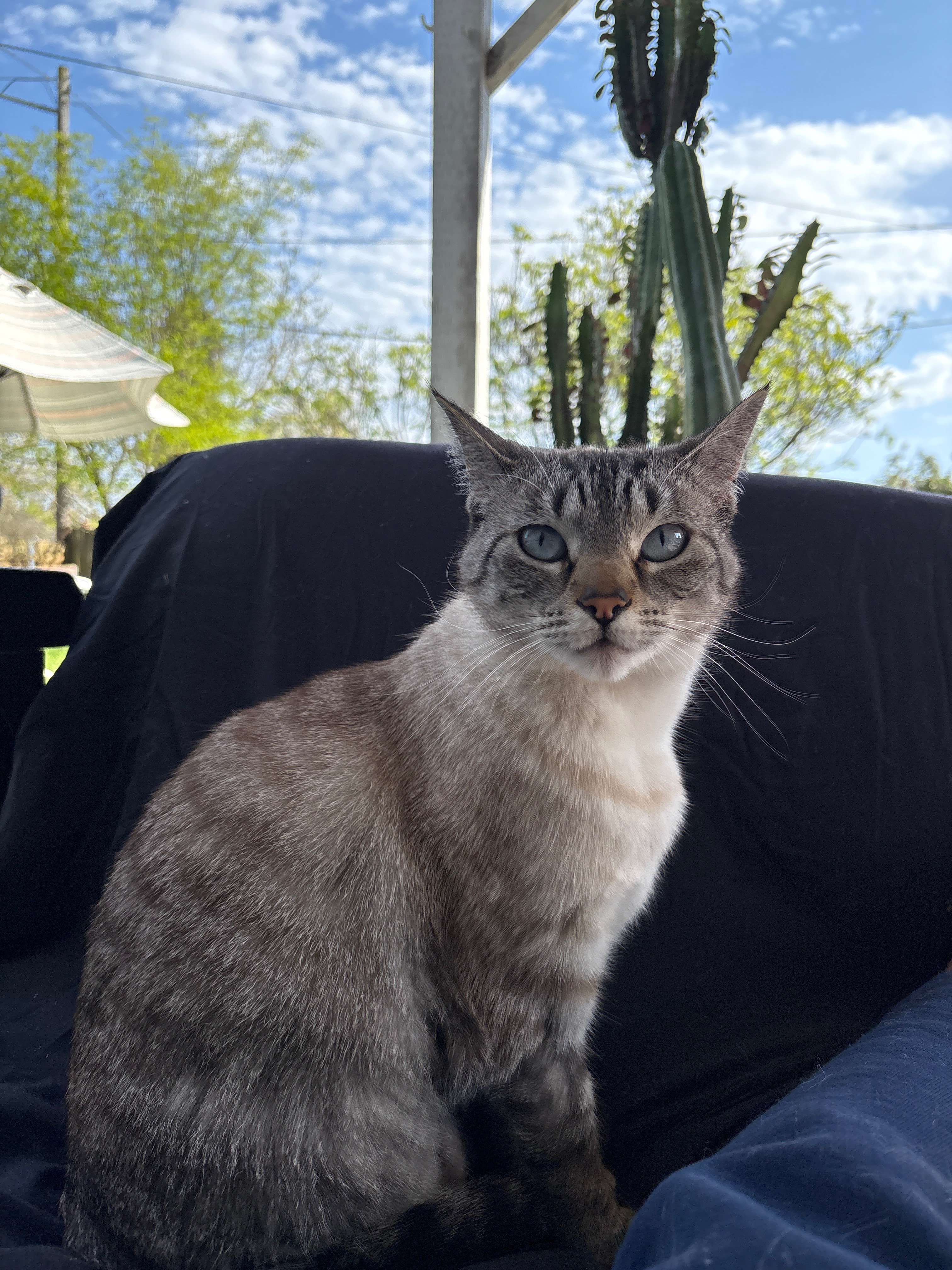 Help Save Mochi: Emergency Vet Care Needed campaign photo, 2 of 6