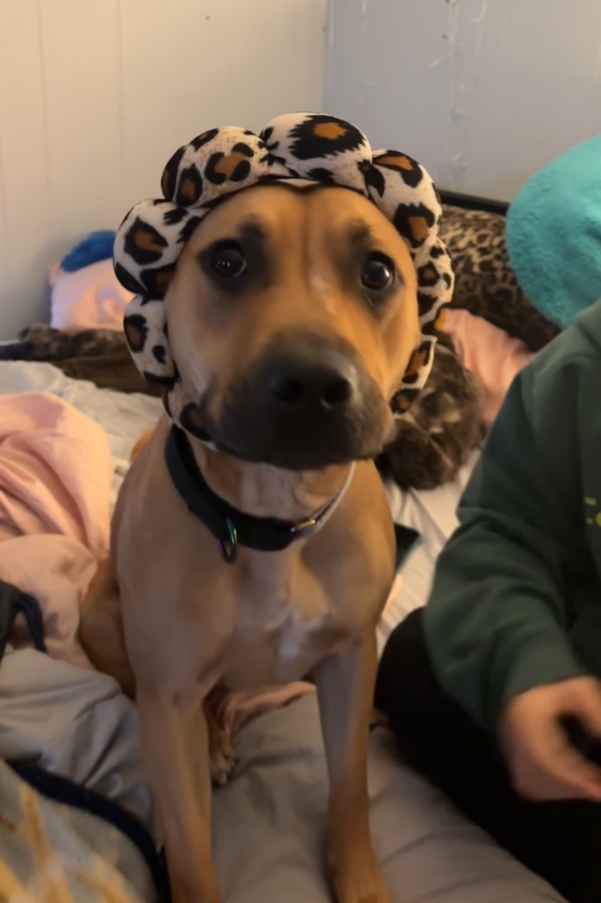 Help Ellie the Pit Bull Get Vet Care campaign photo, 7 of 8