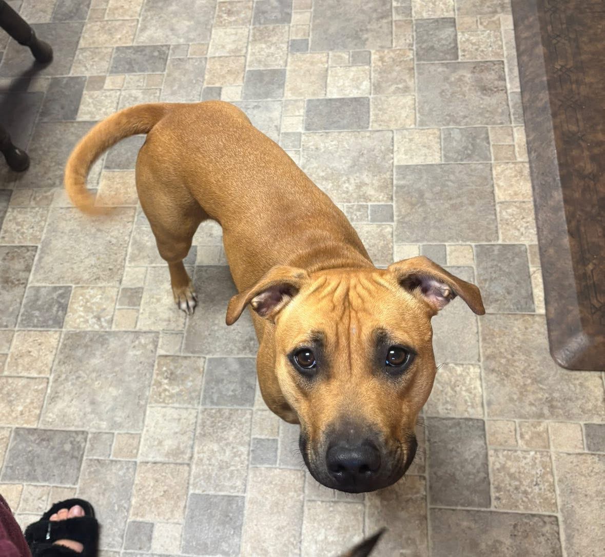 Help Ellie the Pit Bull Get Vet Care campaign photo, 2 of 8