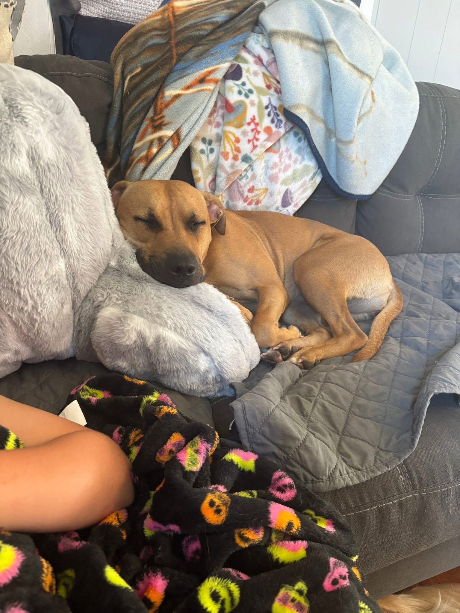 Help Ellie the Pit Bull Get Vet Care campaign photo, 4 of 8