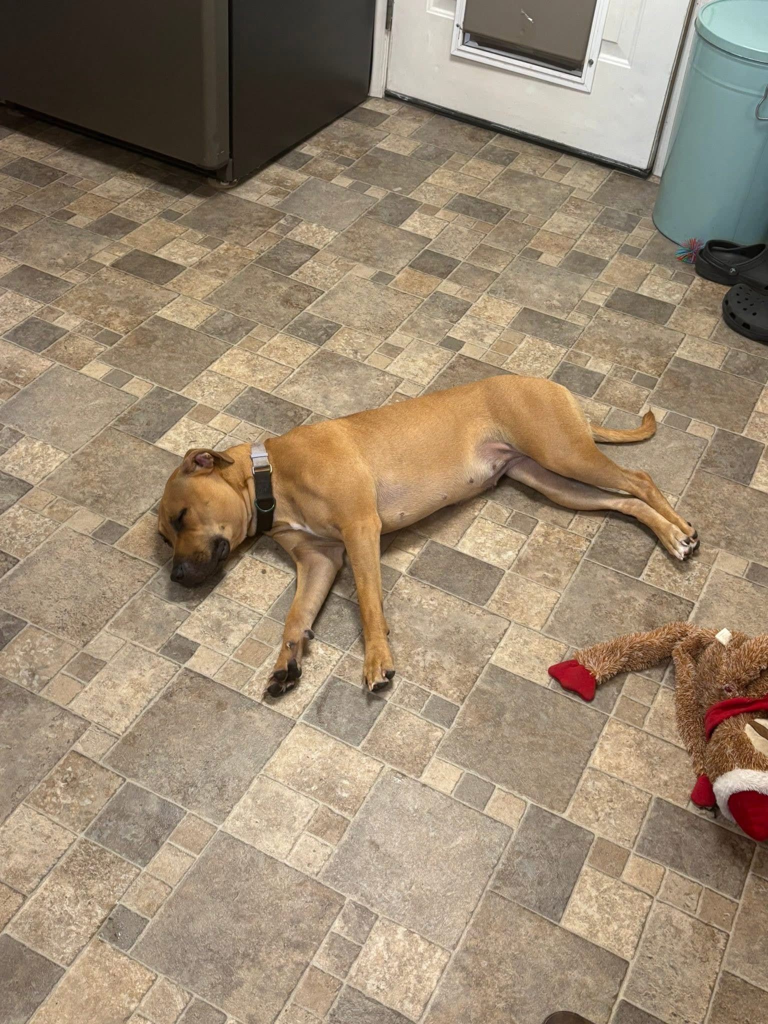 Help Ellie the Pit Bull Get Vet Care campaign photo, 5 of 8
