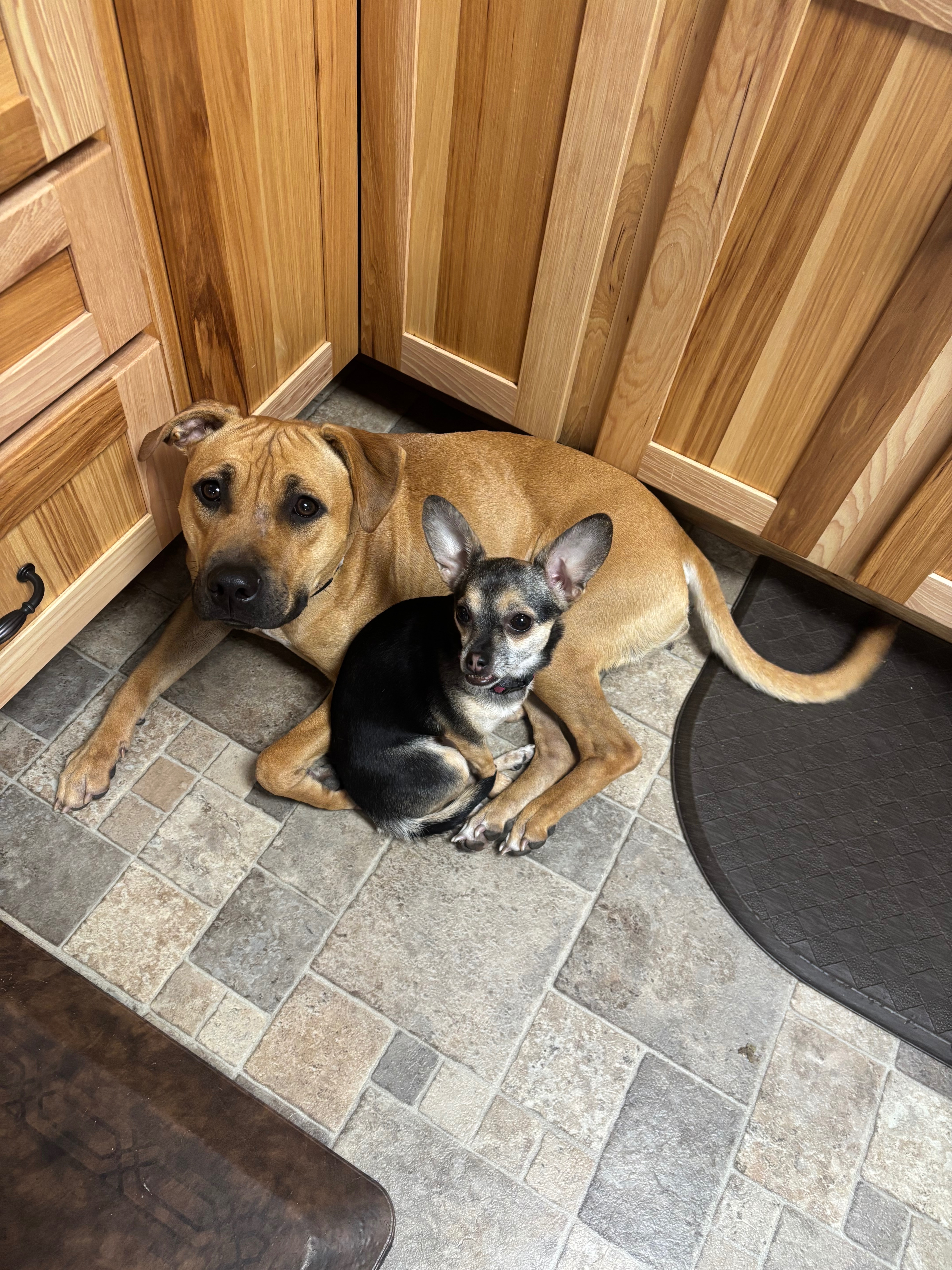 Help Ellie the Pit Bull Get Vet Care campaign photo, 6 of 8