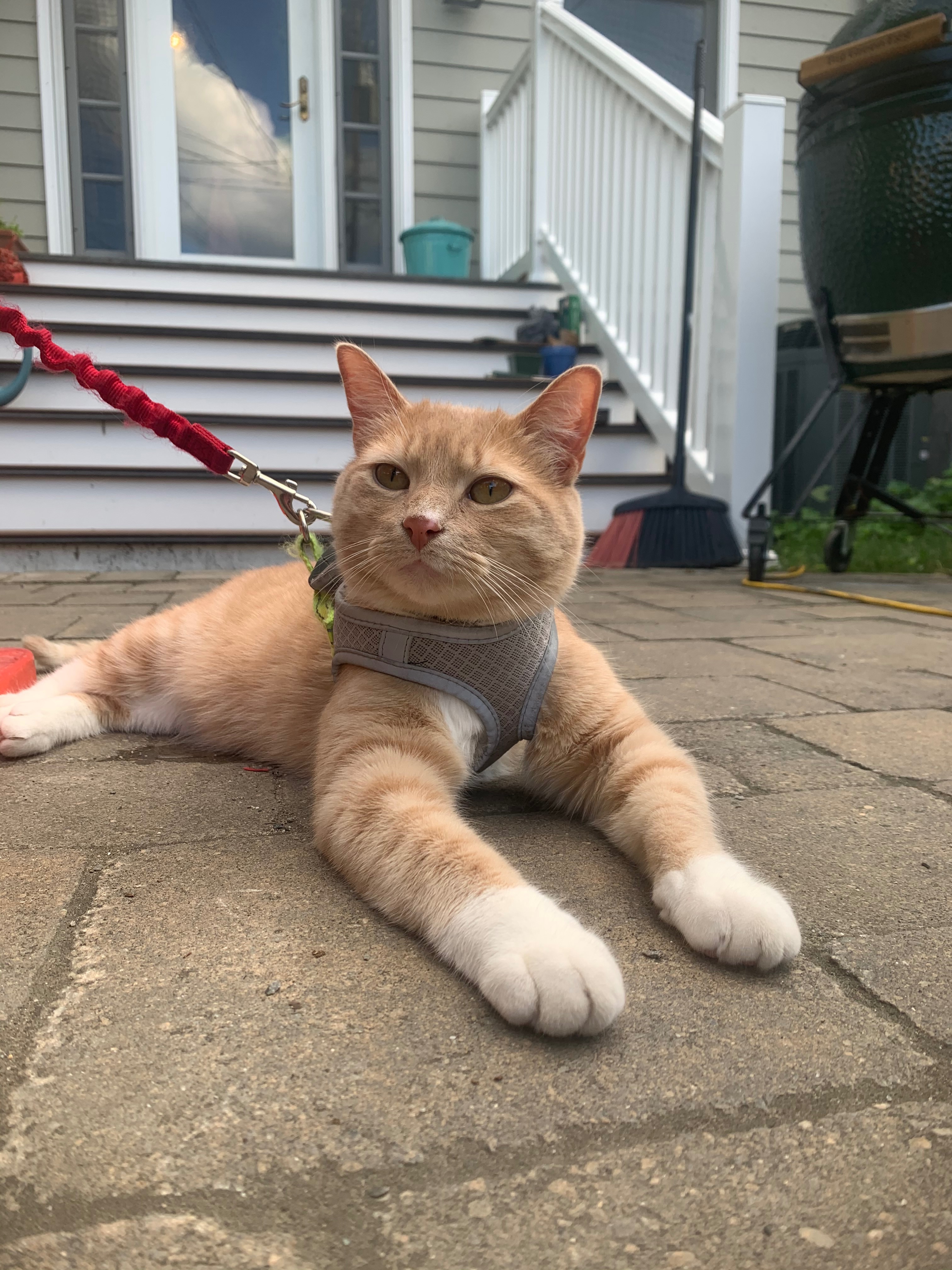 Save Dash: Urgent Vet Care Needed campaign photo, 2 of 8