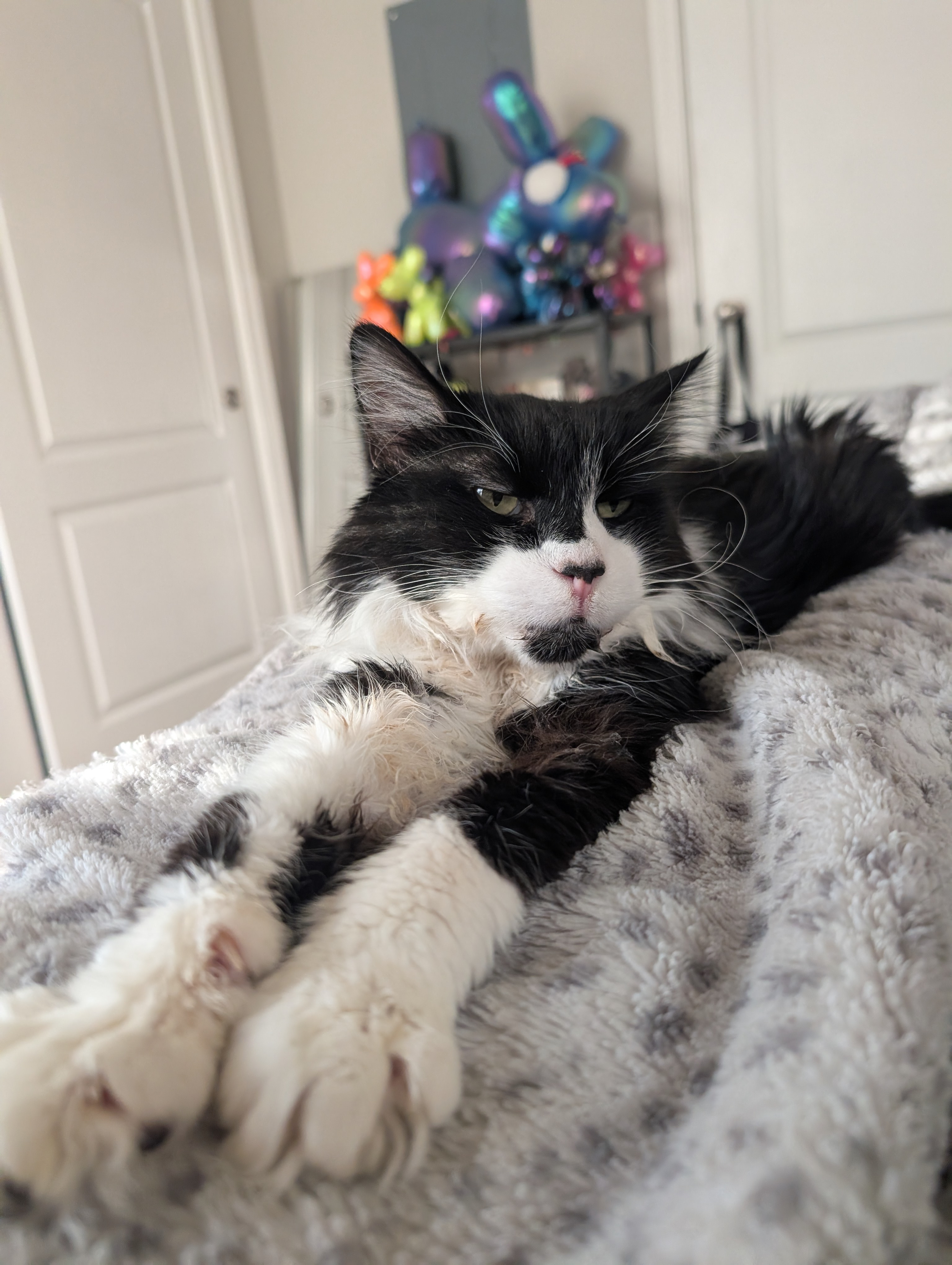 Give Max a Pain-Free Life: Fund His Dental Surgery campaign photo, 7 of 7