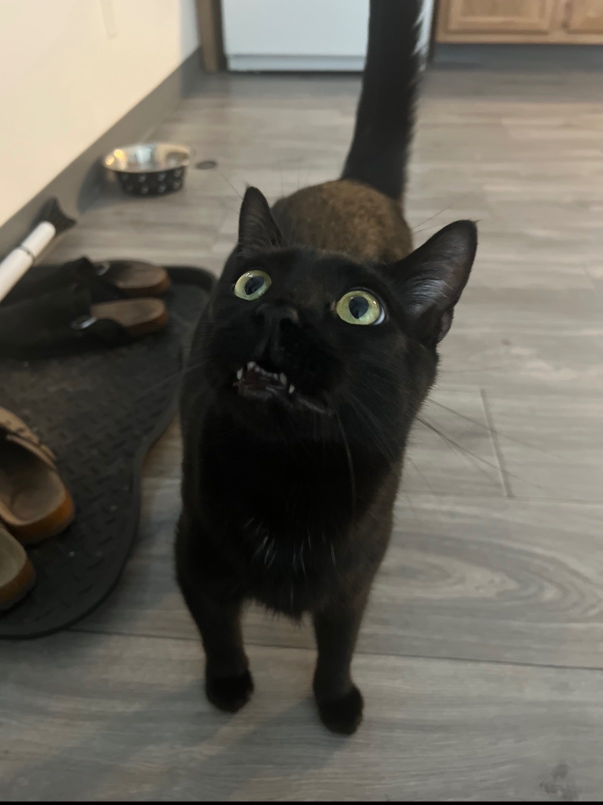 Support Zoro's Dental Health and Recovery from Feline Aids campaign photo, 6 of 7