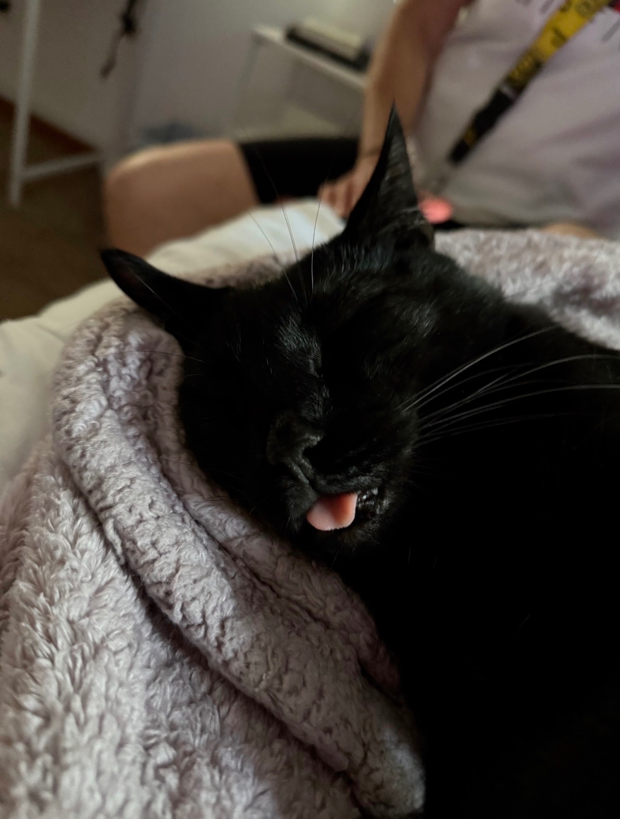 Support Zoro's Dental Health and Recovery from Feline Aids campaign photo, 2 of 7