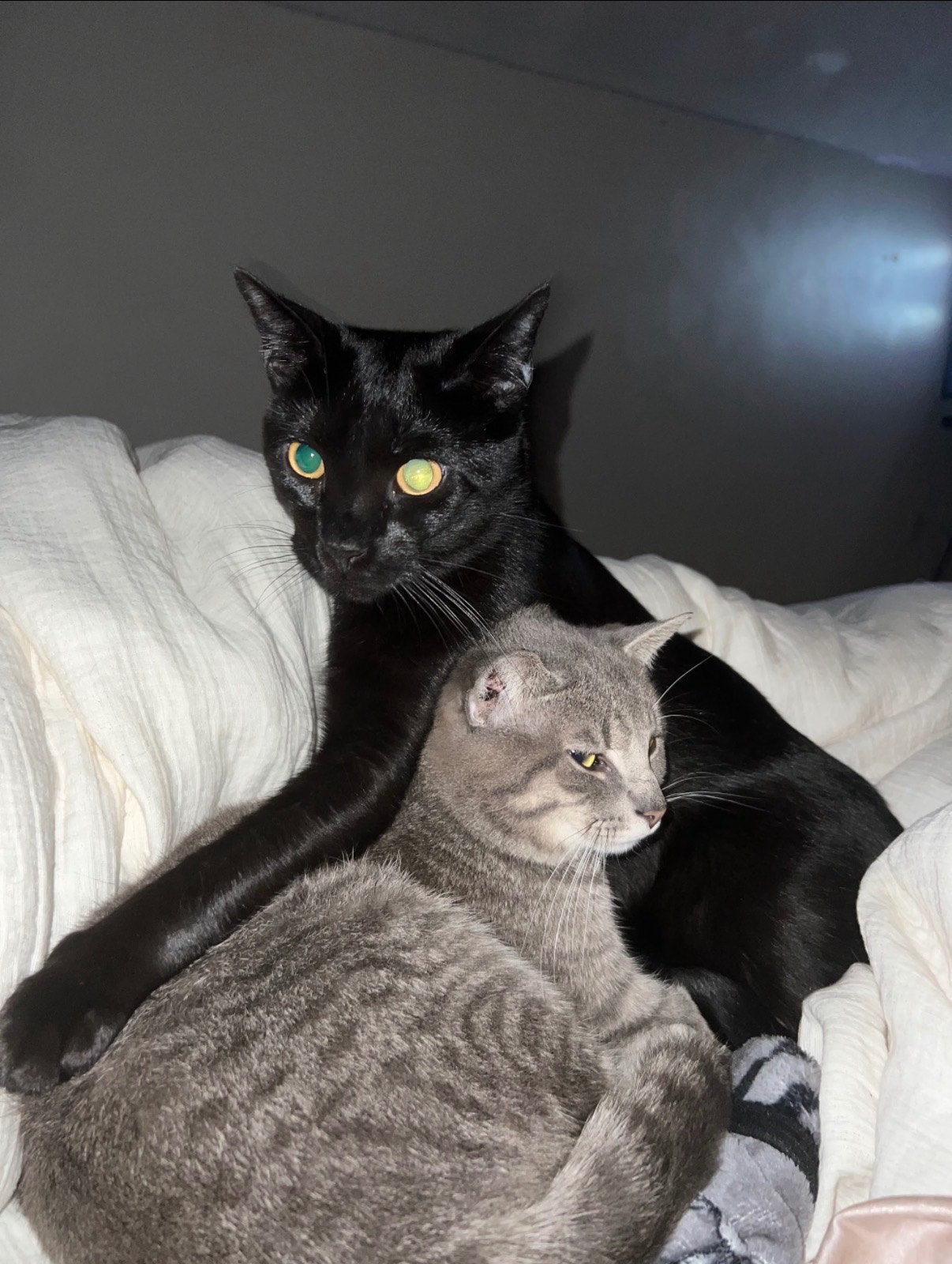 Support Zoro's Dental Health and Recovery from Feline Aids campaign photo, 4 of 7
