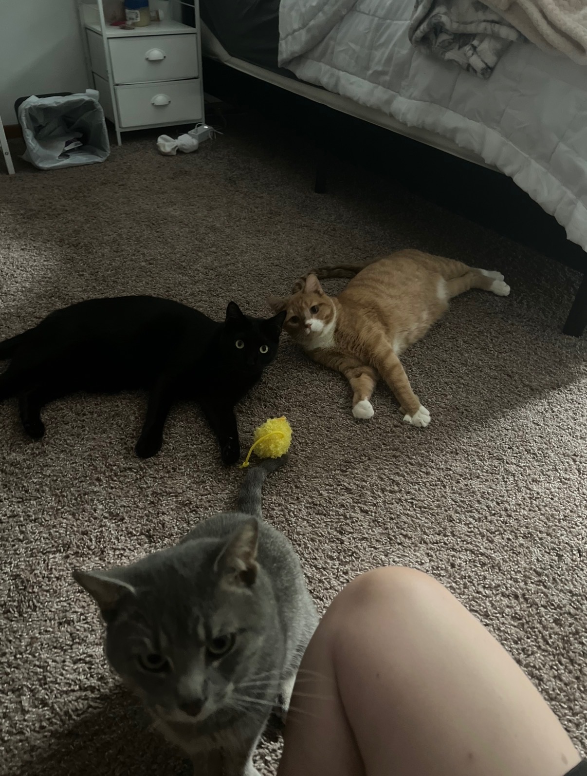 Support Zoro's Dental Health and Recovery from Feline Aids campaign photo, 5 of 7