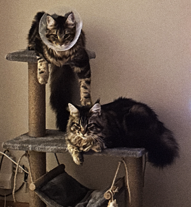 Help fund our grad music video; Cat in Absentia. campaign photo, 2 of 6