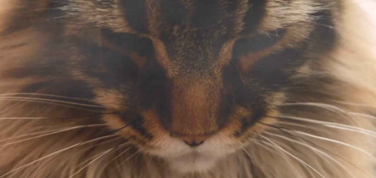 Help fund our grad music video; Cat in Absentia. campaign photo, 4 of 6