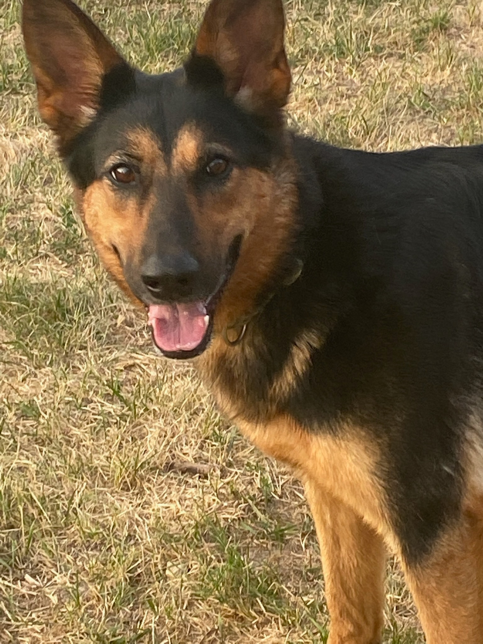 Save Sweetie: Emergency Surgery Needed campaign photo, 4 of 5