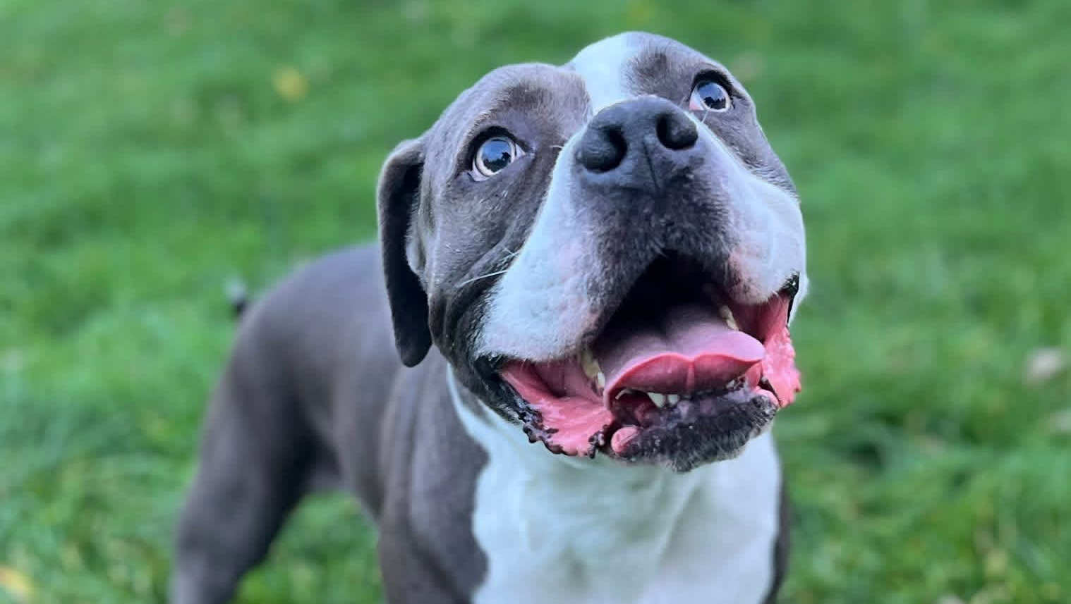 Please help Hugo with his leg operation. photo