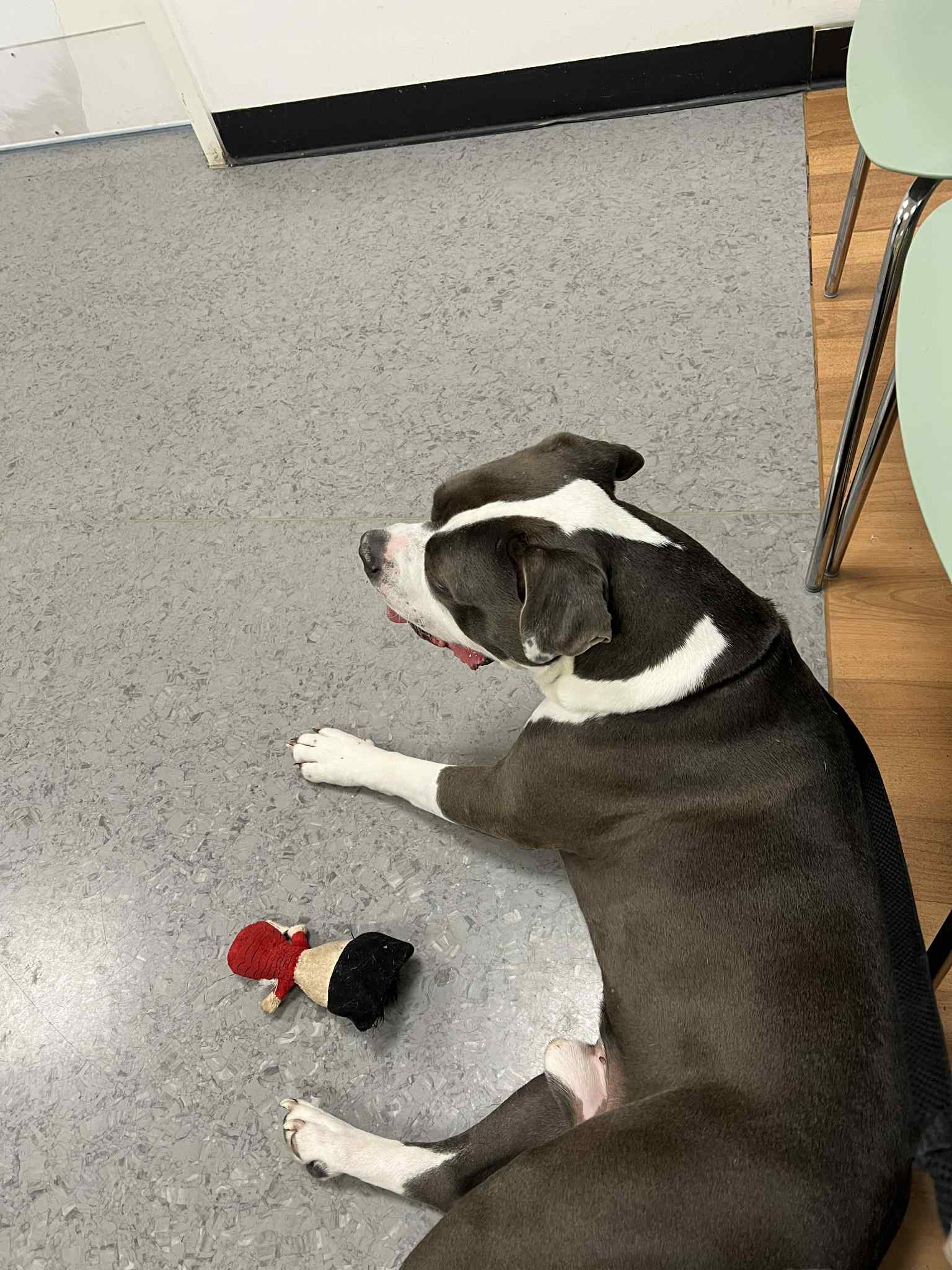 Please help Hugo with his leg operation. campaign photo, 4 of 6