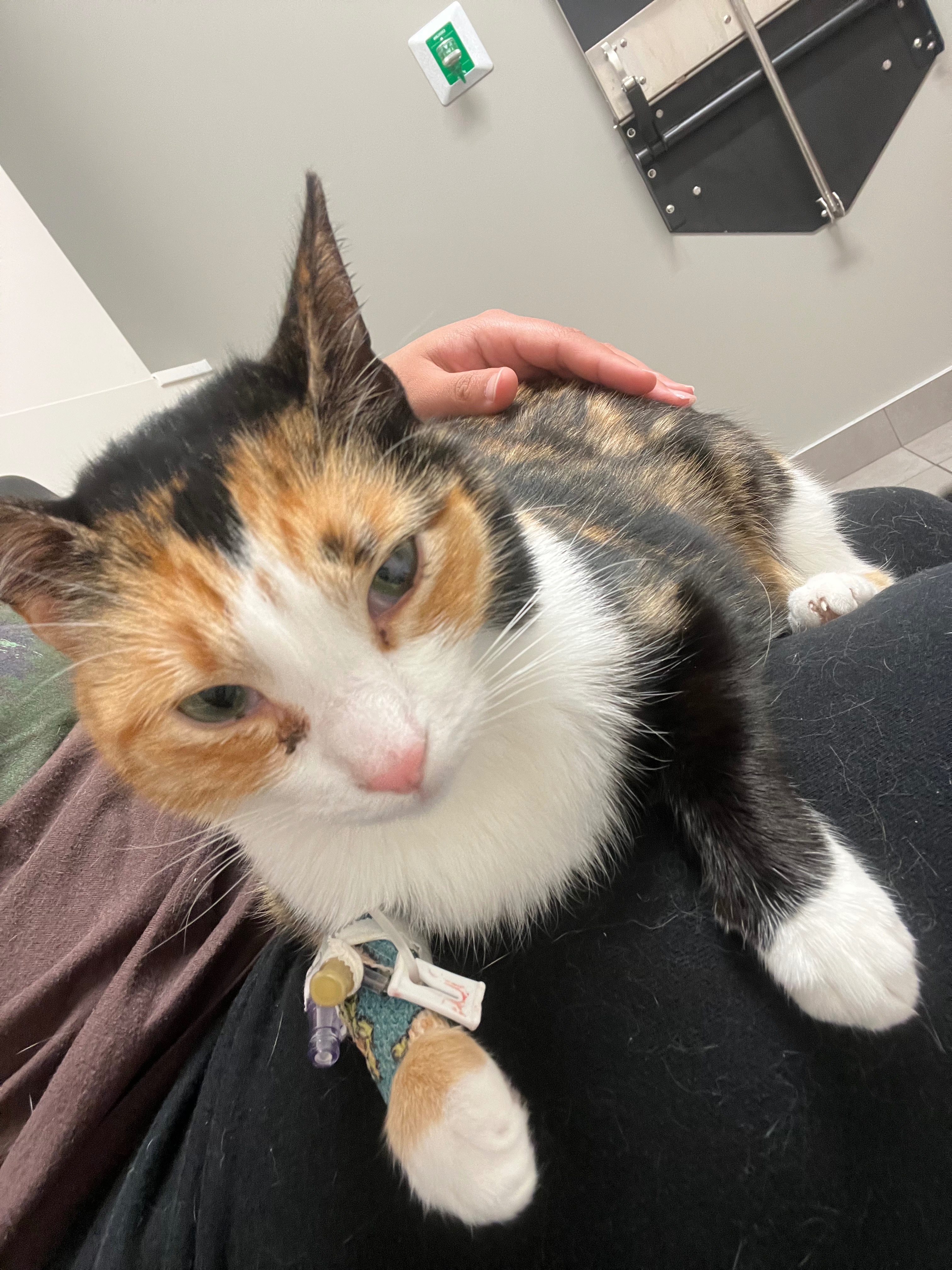 Save Spice: Urgent Medical Care Needed campaign photo, 4 of 5