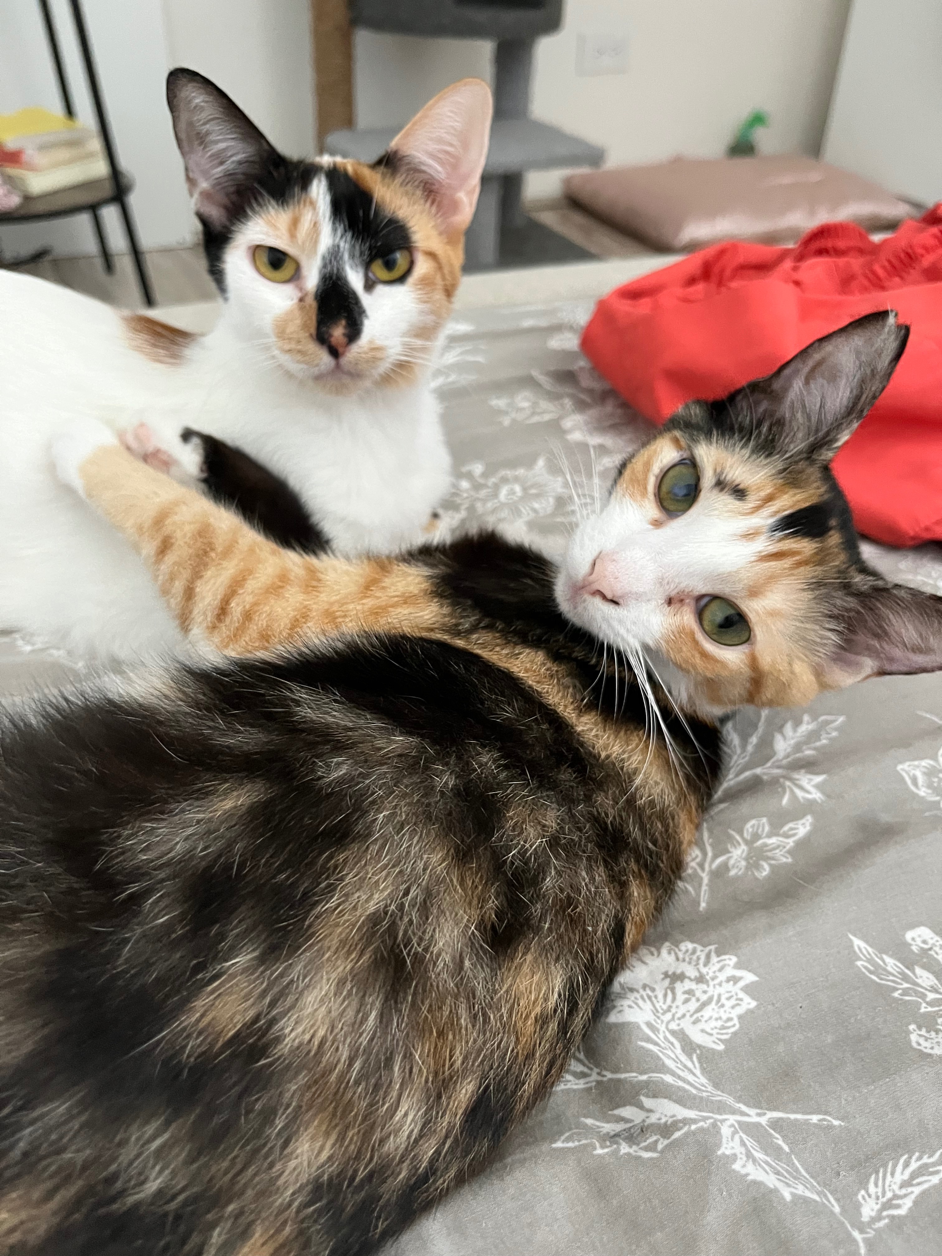 Save Spice: Urgent Medical Care Needed campaign photo, 2 of 5