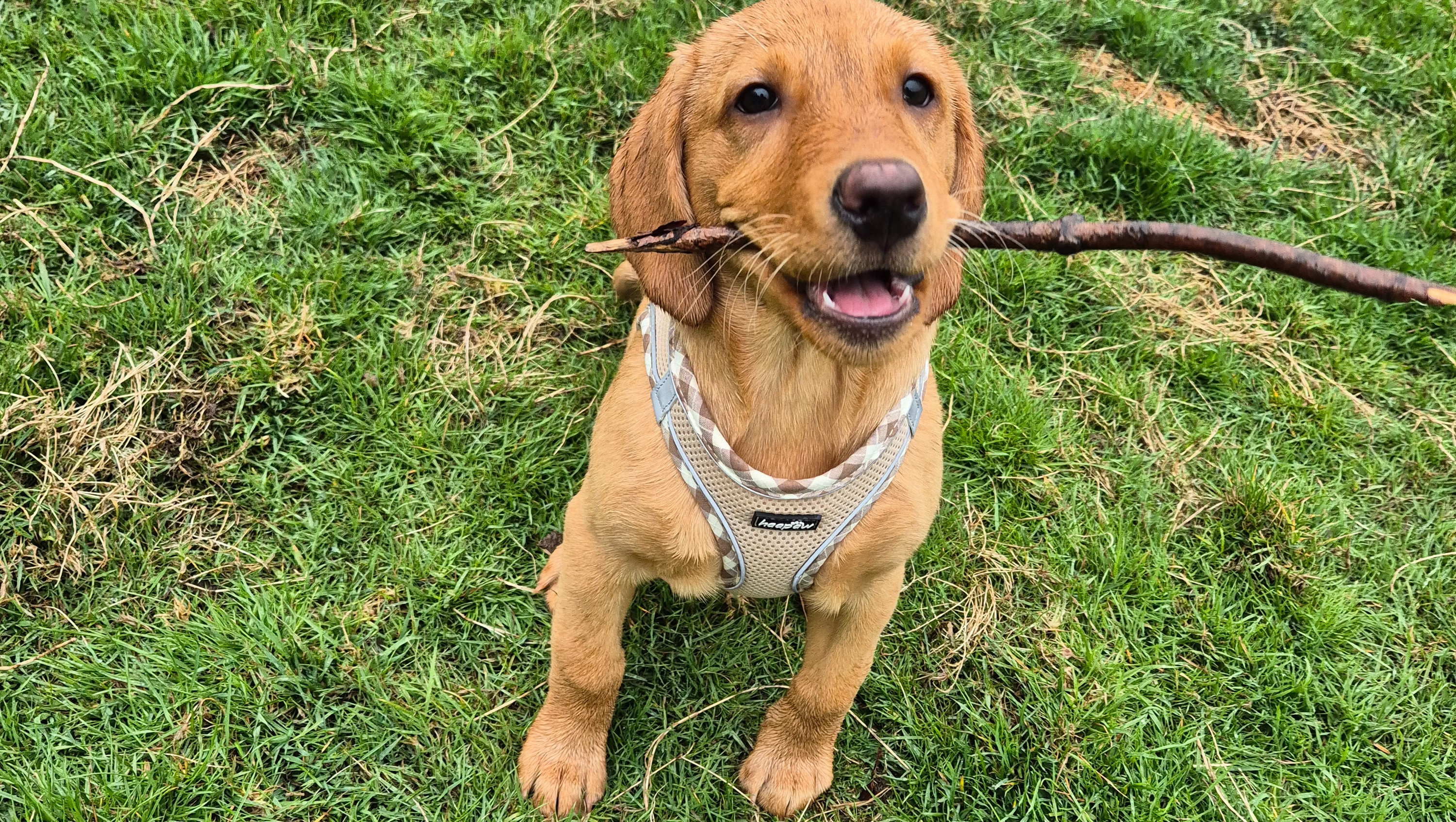 PLEASE HELP to get sonny his surgery pinned link photo