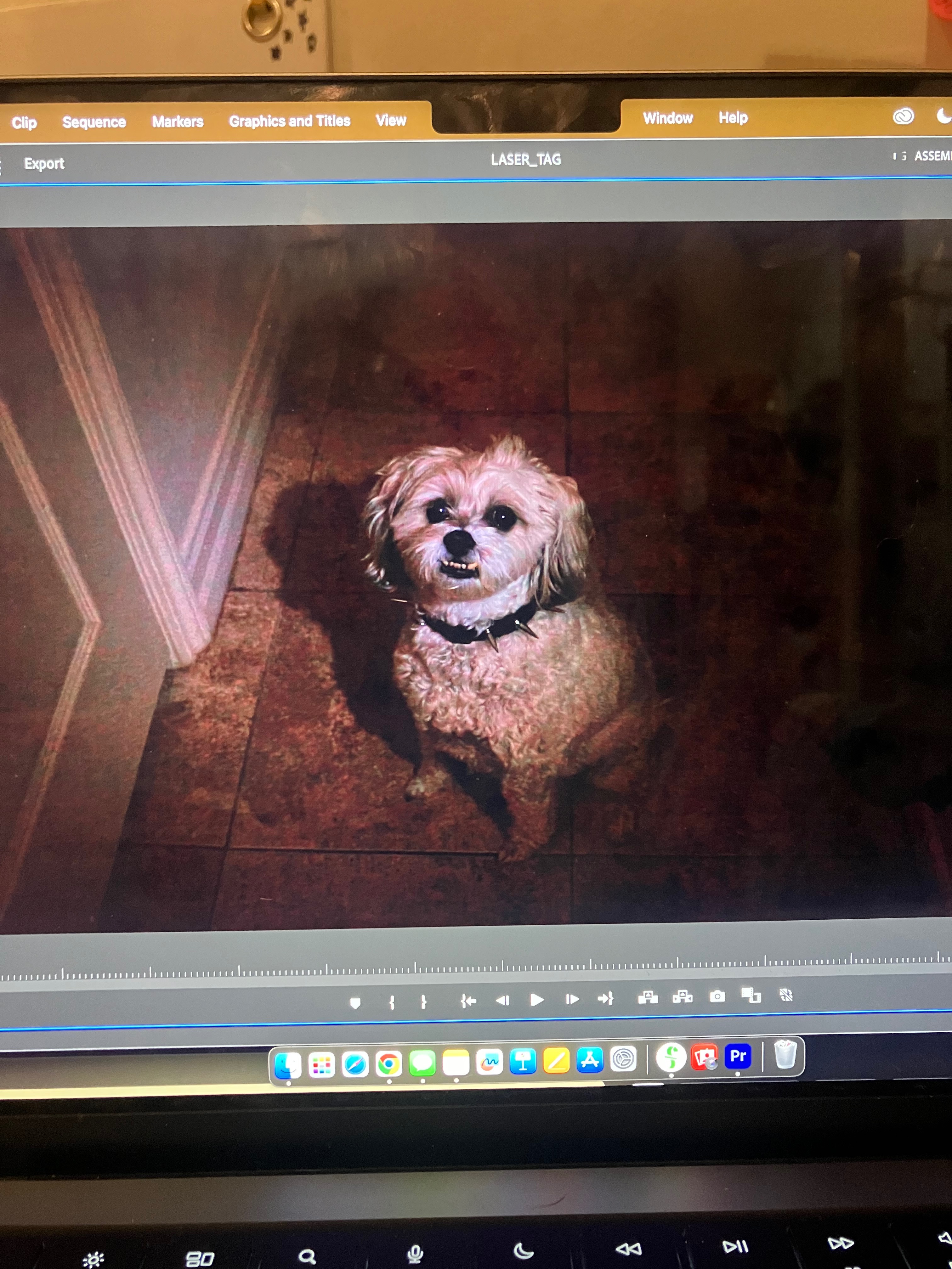 Help Coco Get Her Biopsy Surgery campaign photo, 4 of 8