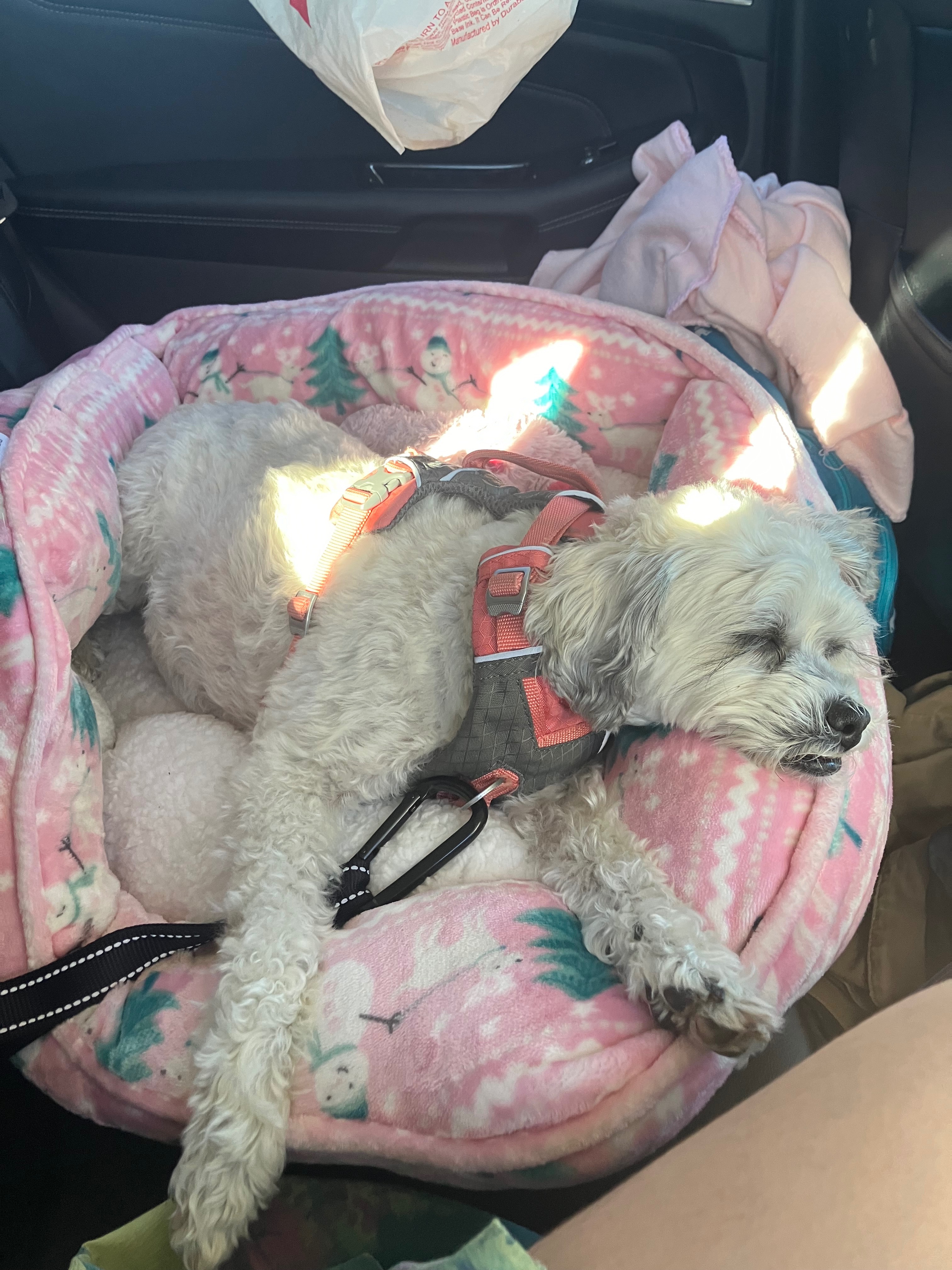 Help Coco Get Her Biopsy Surgery campaign photo, 6 of 8