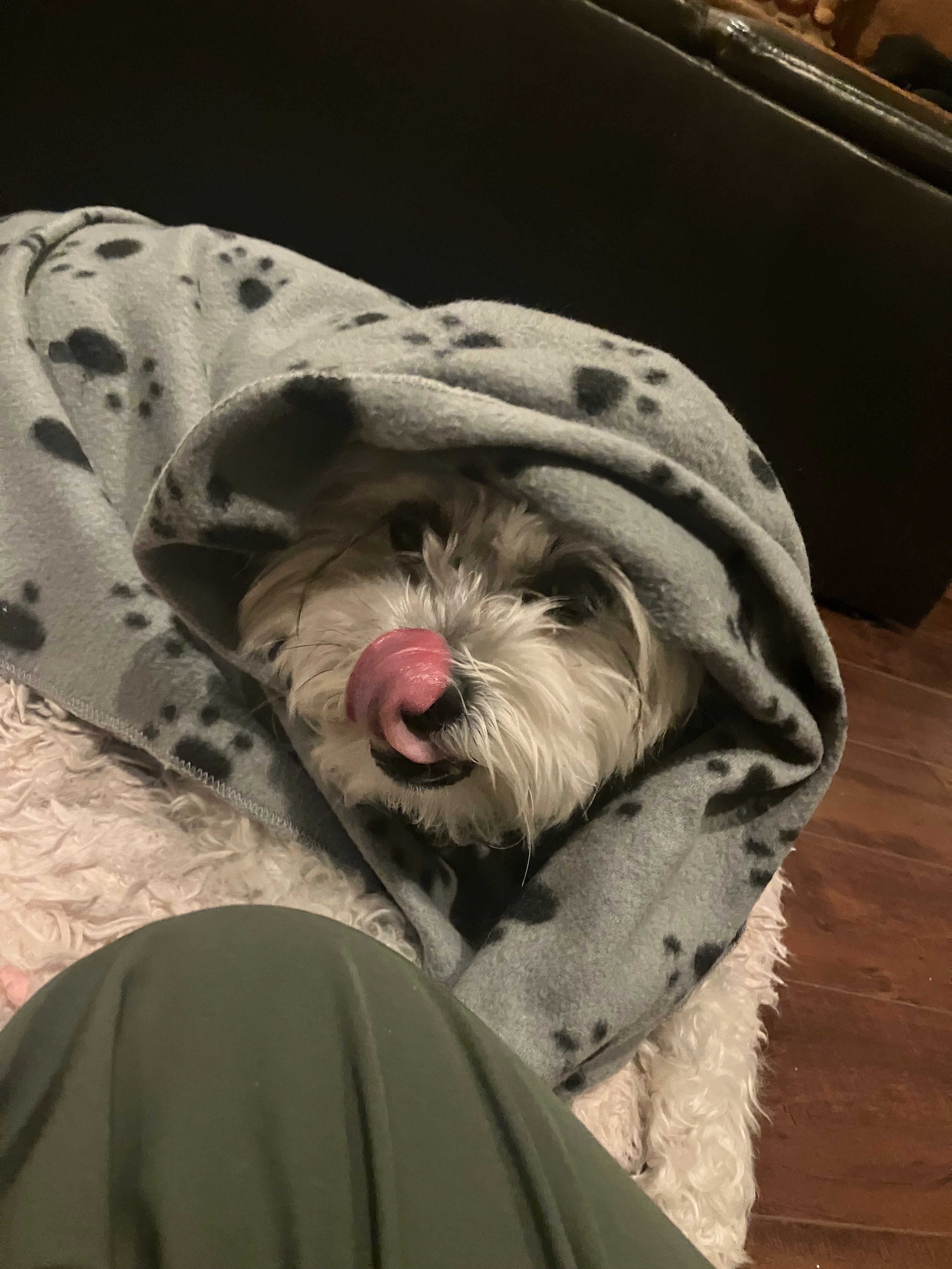 Help Coco Get Her Biopsy Surgery campaign photo, 5 of 8