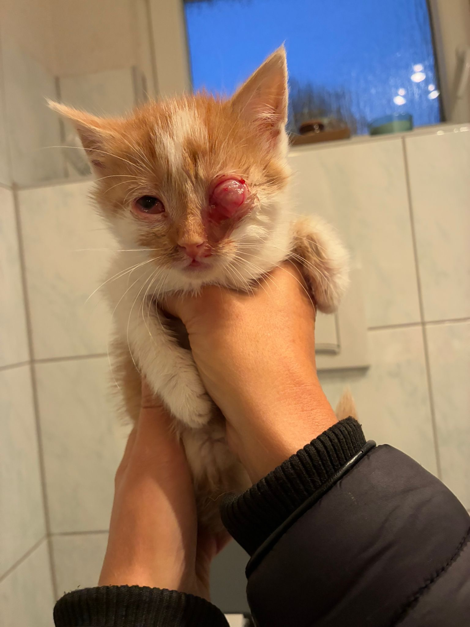 Kleine Katze braucht dringend Hilfe campaign photo, 2 of 6