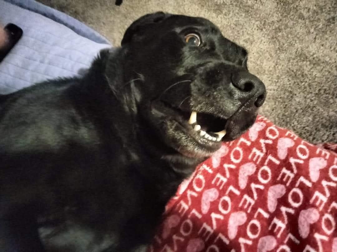 Help Beau Get the Vet Care He Needs campaign photo, 4 of 5