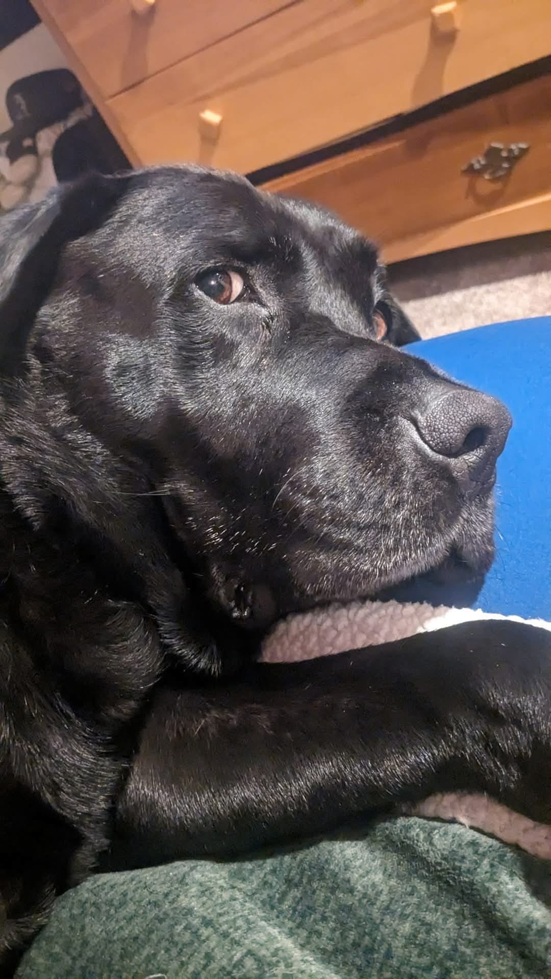 Help Beau Get the Vet Care He Needs campaign photo, 2 of 5