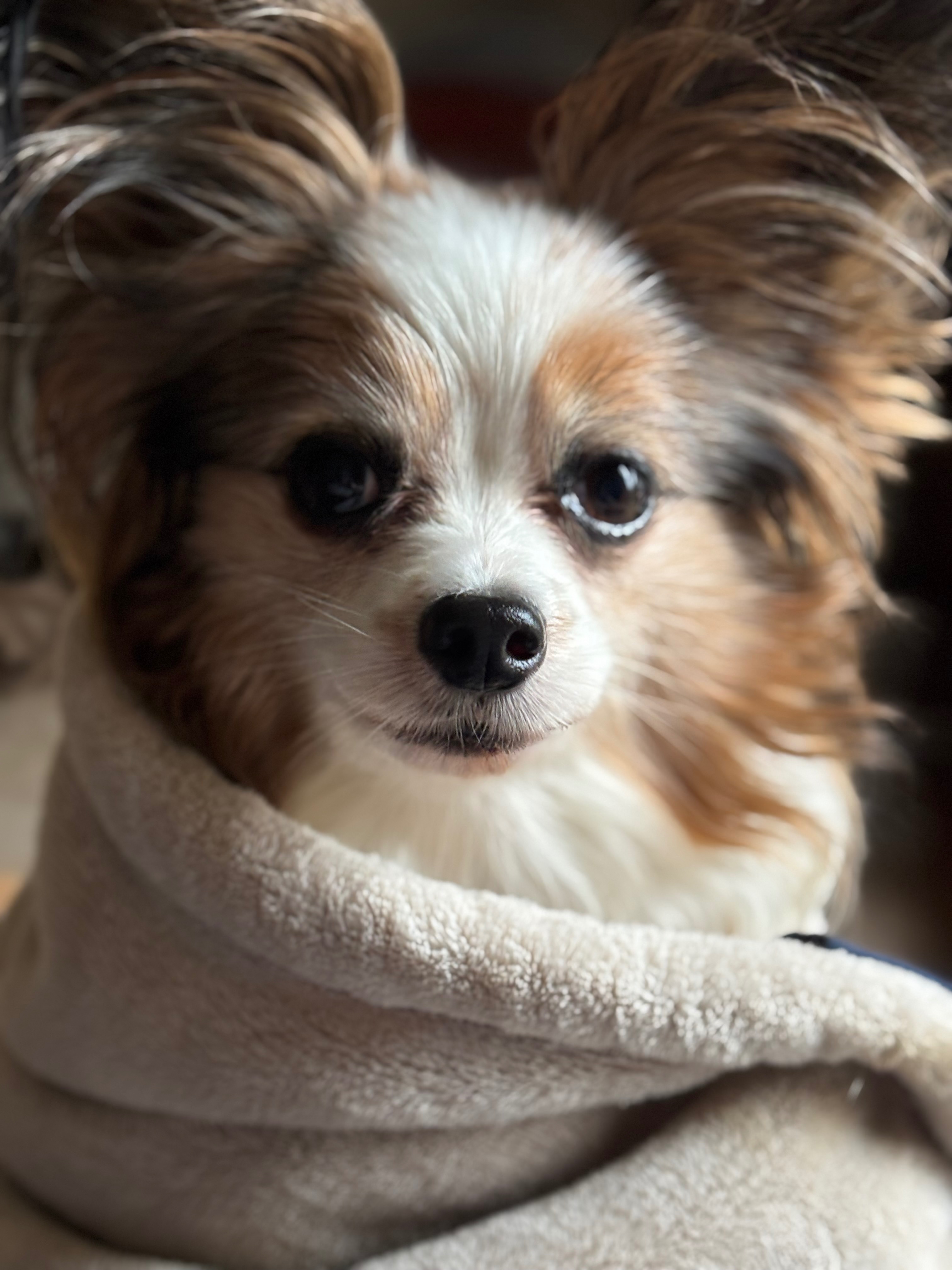 Help Me Repay Emergency Vet Bills for Tiki campaign photo, 5 of 6