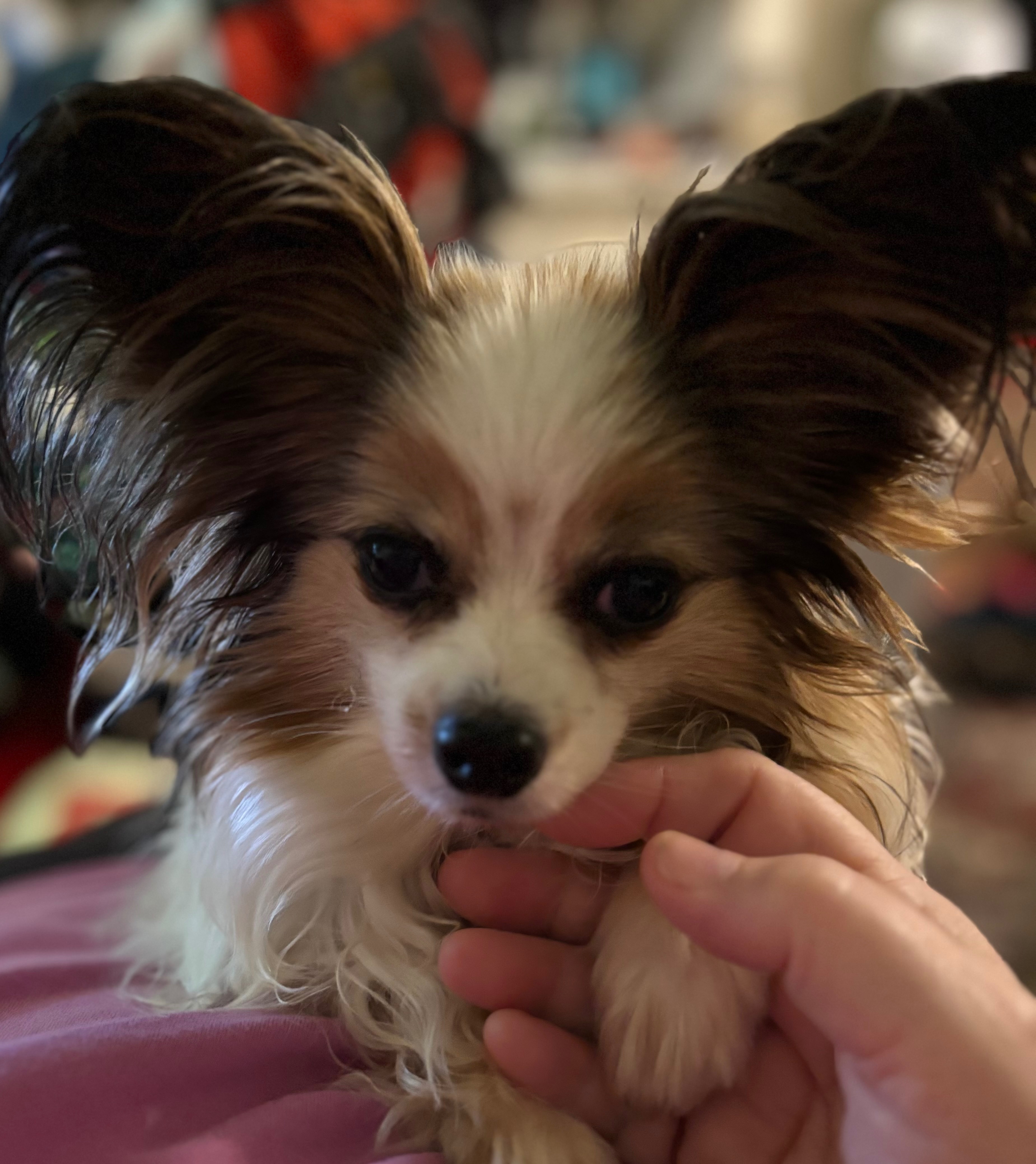 Help Me Repay Emergency Vet Bills for Tiki campaign photo, 2 of 6