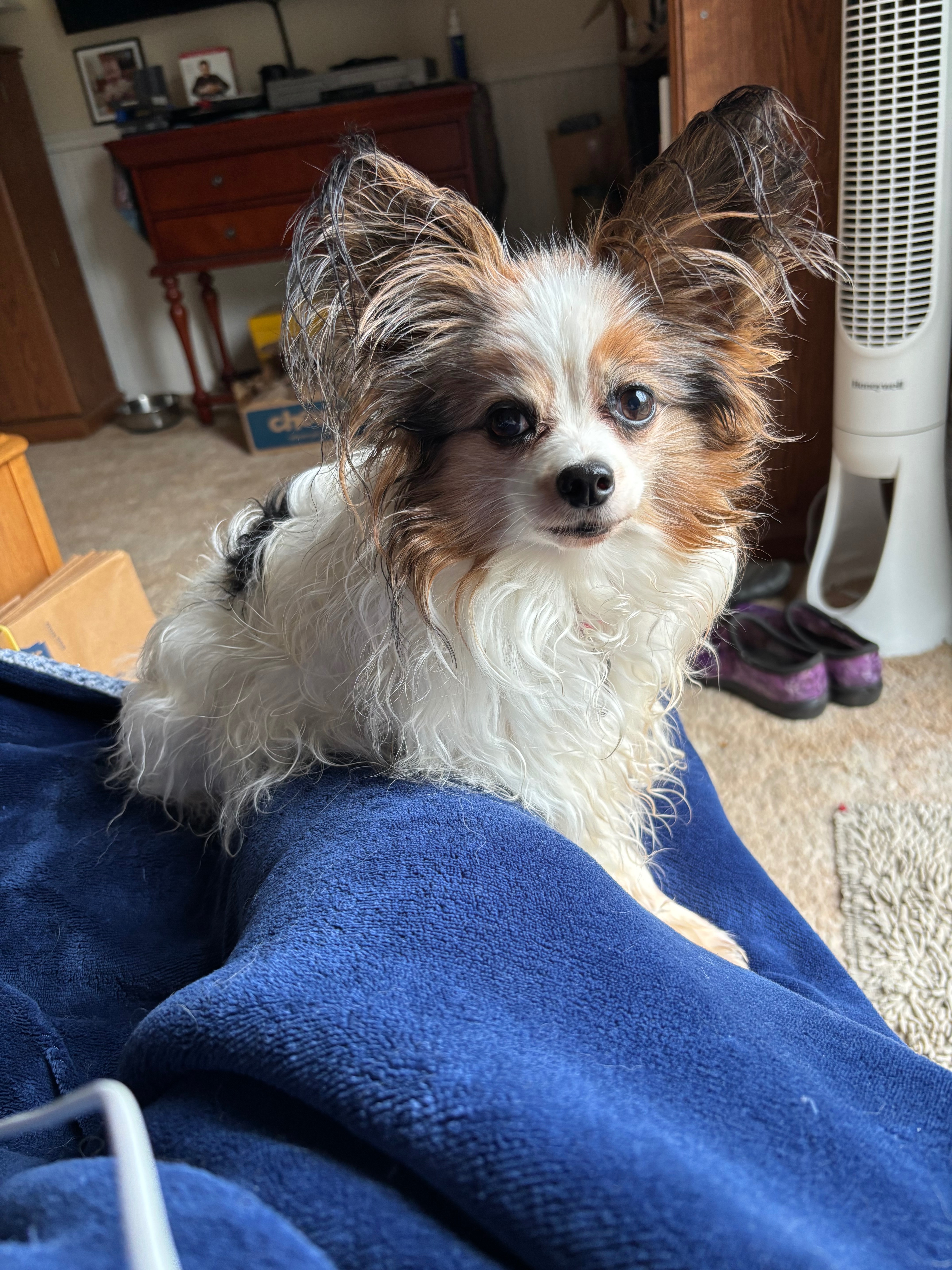 Help Me Repay Emergency Vet Bills for Tiki campaign photo, 4 of 6