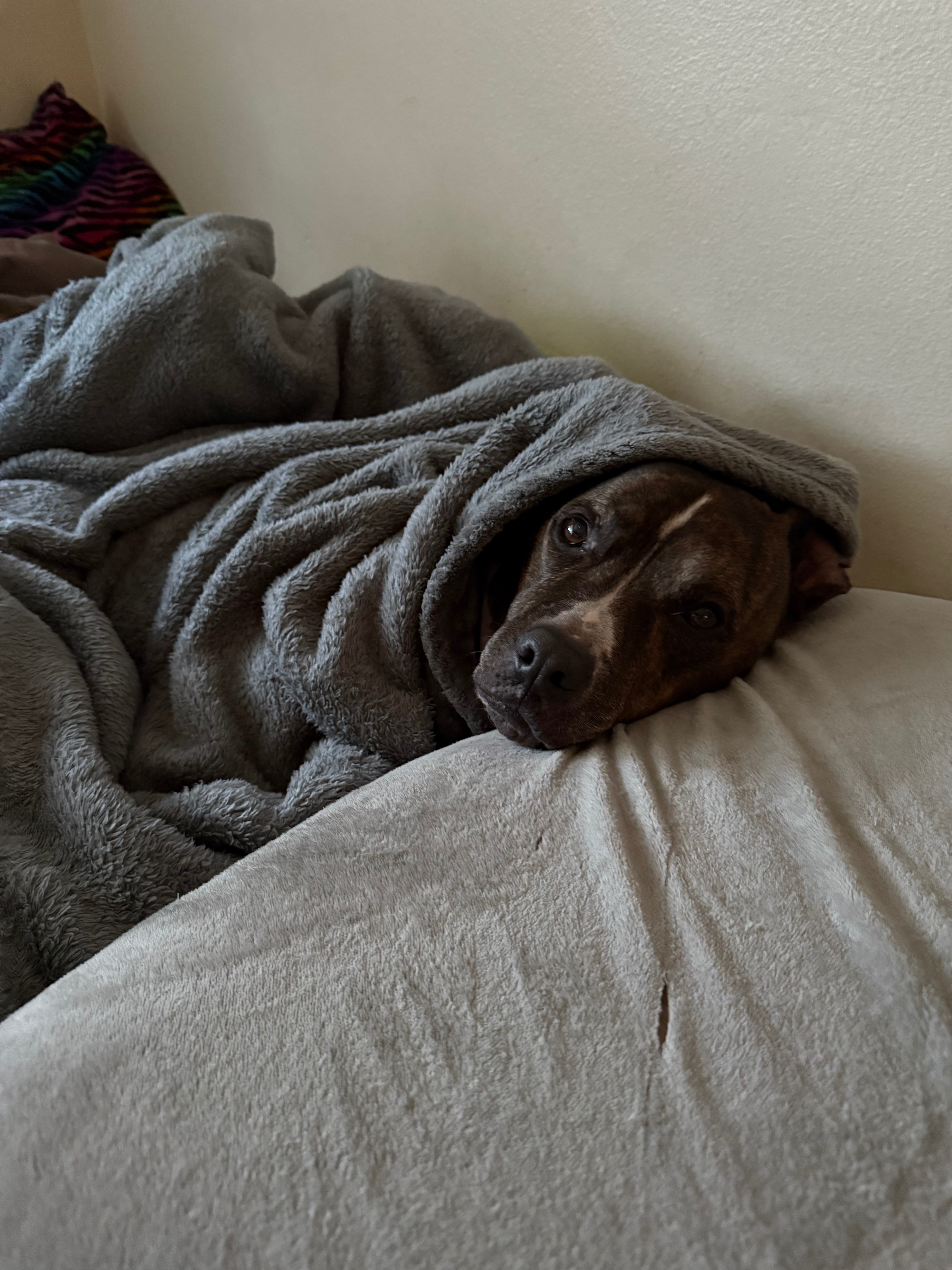 Help Indiana Bones Get Urgent Dental Care campaign photo, 7 of 8