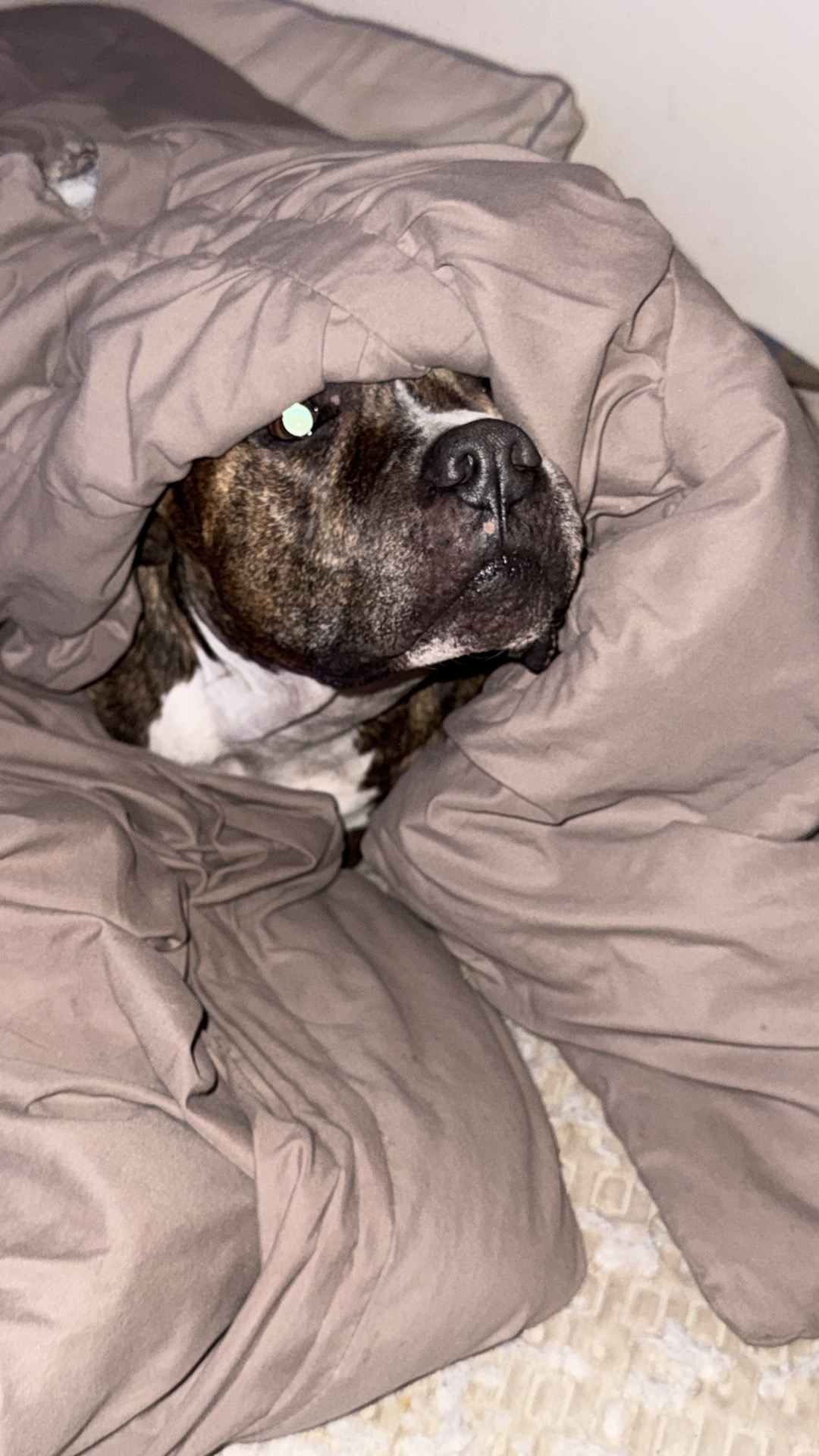 Help Indiana Bones Get Urgent Dental Care campaign photo, 2 of 8