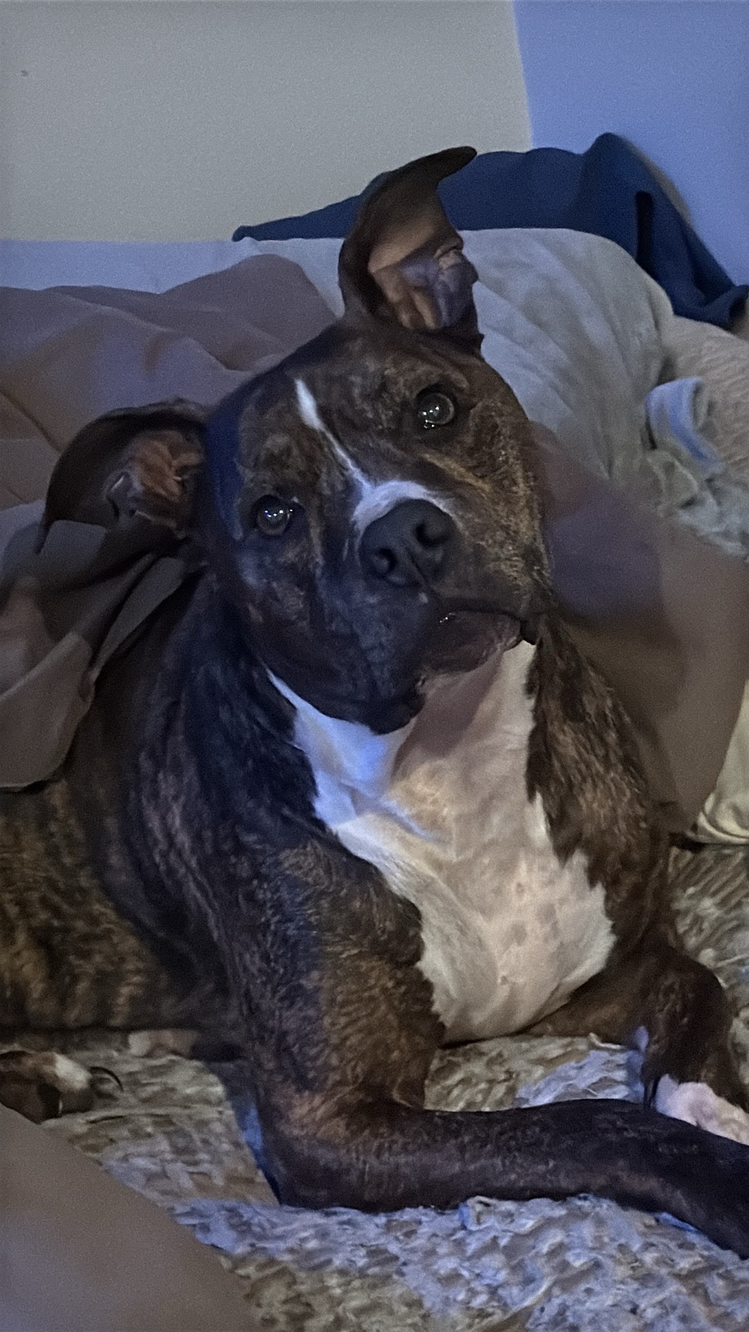 Help Indiana Bones Get Urgent Dental Care campaign photo, 4 of 8