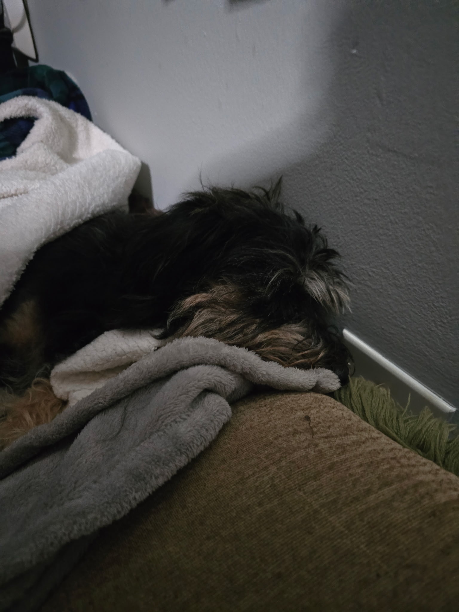 Help Finn Recover from Toxic Ingestion campaign photo, 2 of 4