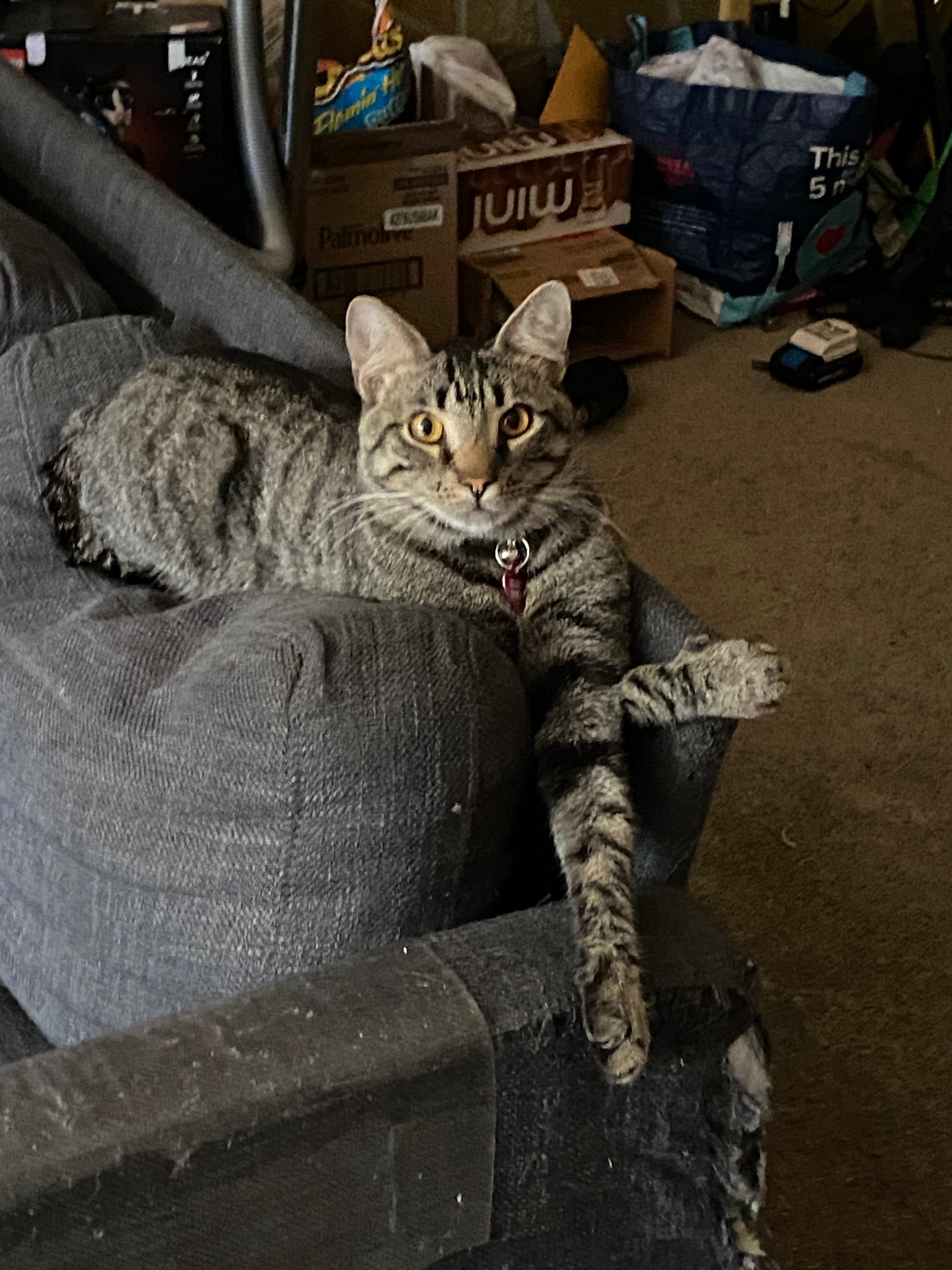 Help Buddy Holly Get Emergency Vet Care campaign photo, 7 of 8