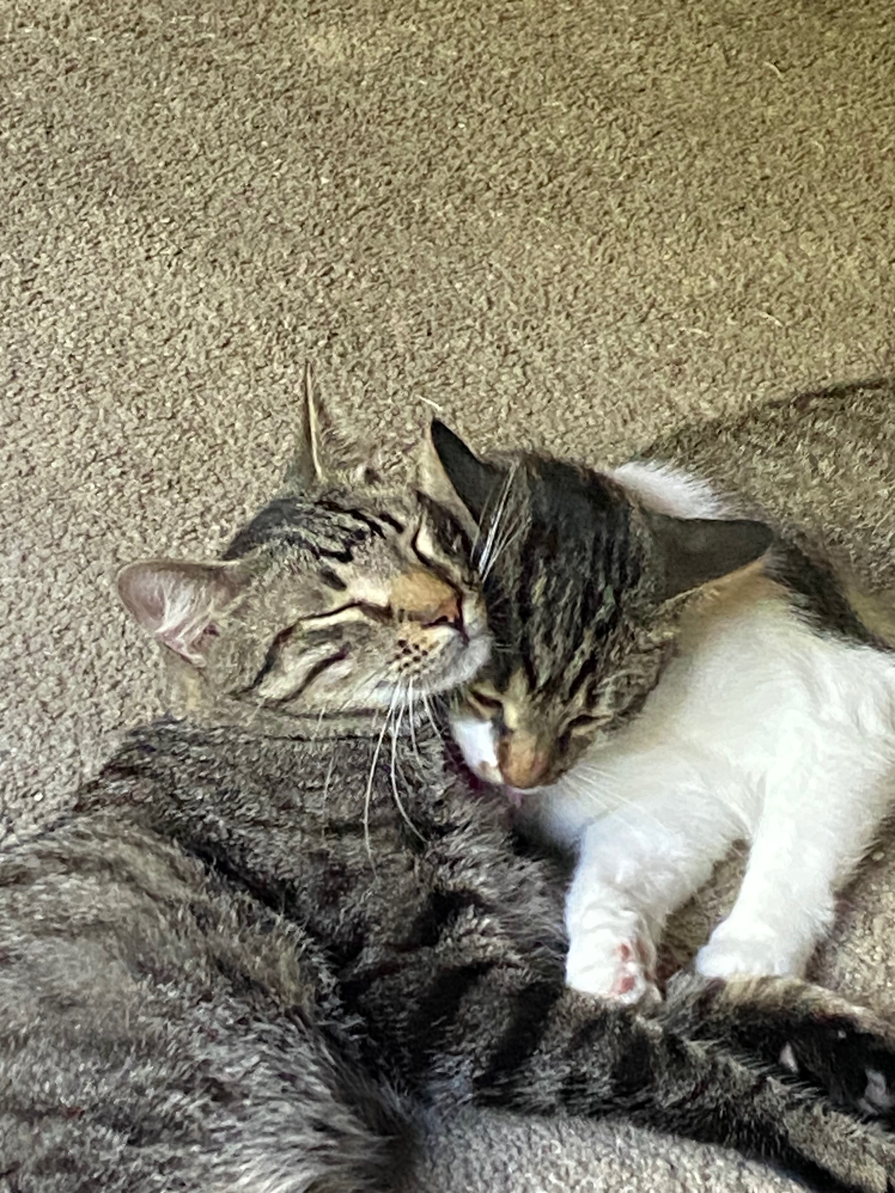 Help Buddy Holly Get Emergency Vet Care campaign photo, 2 of 8