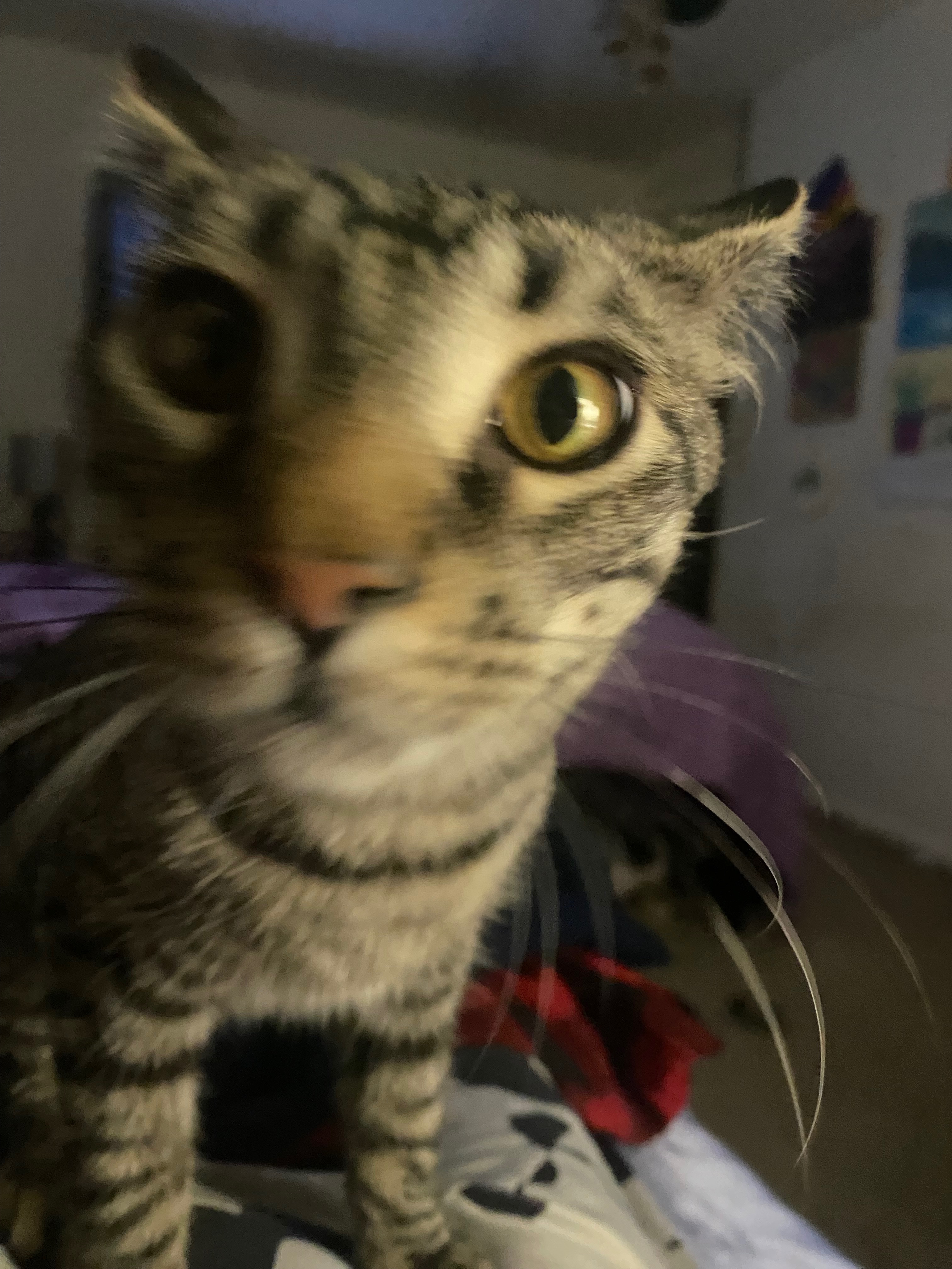 Help Buddy Holly Get Emergency Vet Care campaign photo, 4 of 8