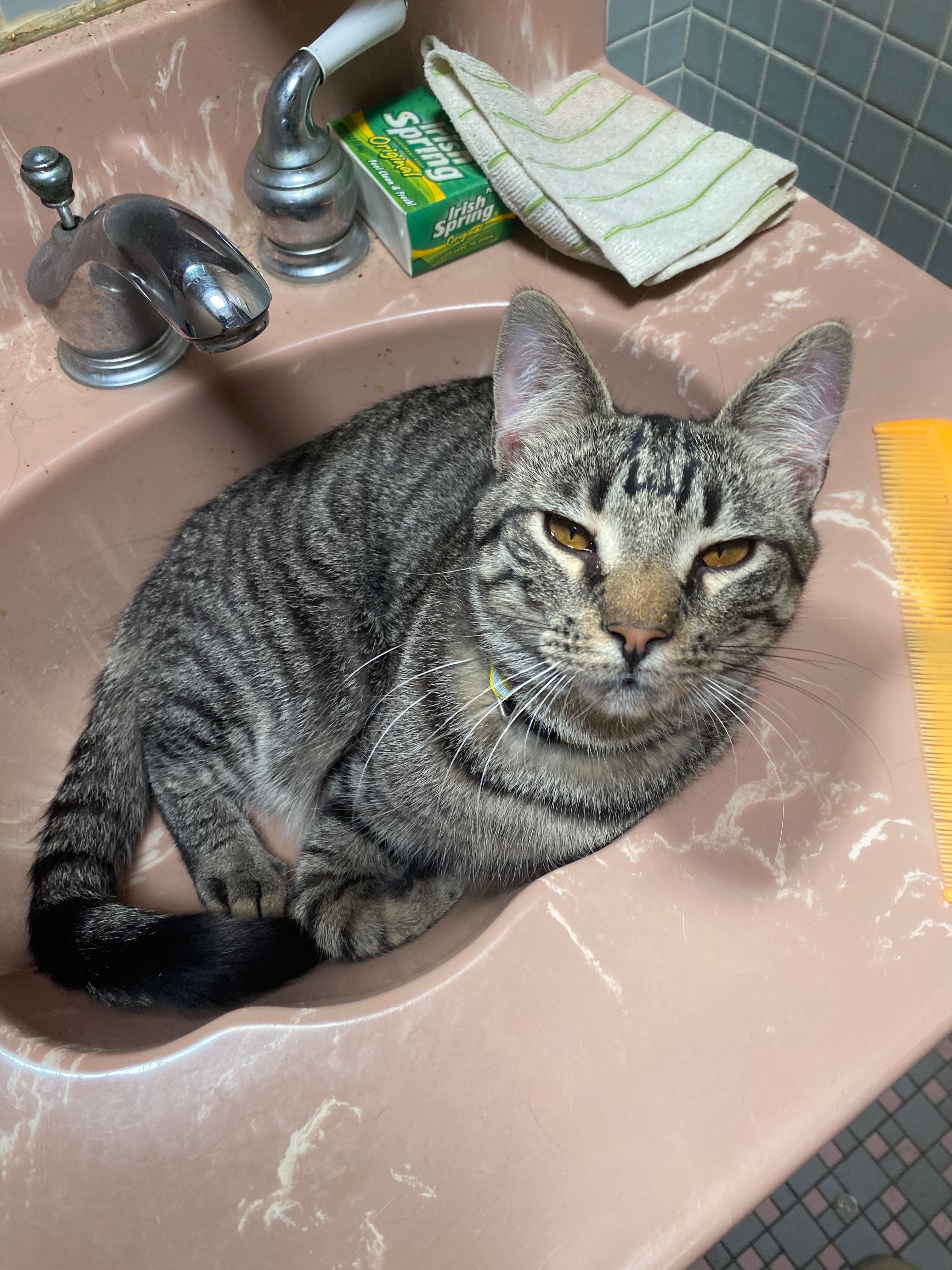 Help Buddy Holly Get Emergency Vet Care campaign photo, 5 of 8