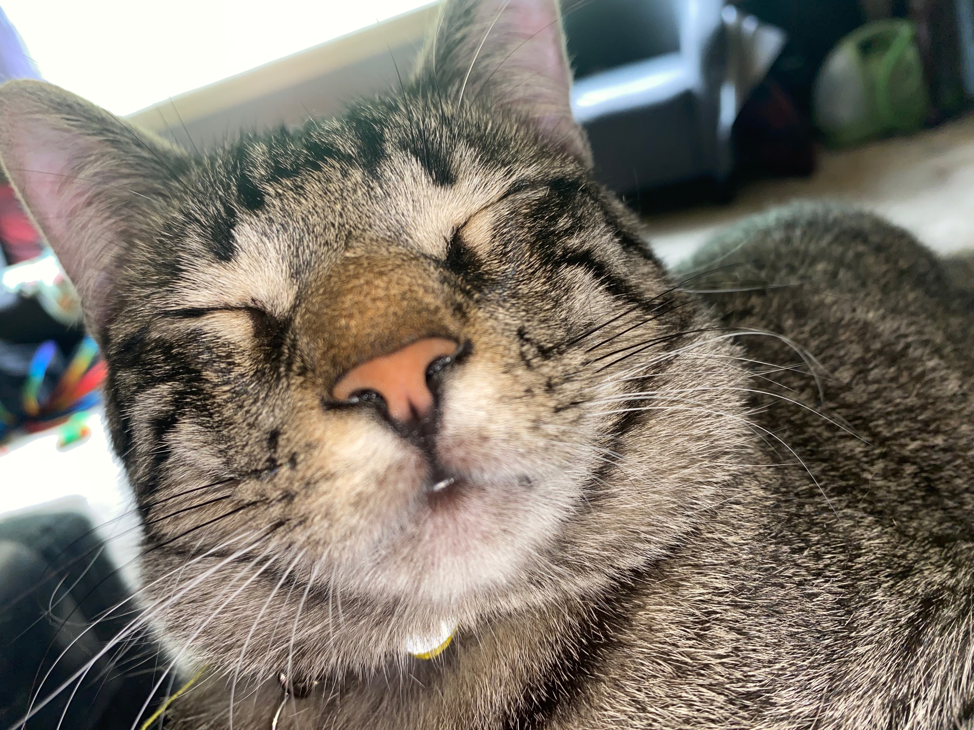 Help Buddy Holly Get Emergency Vet Care campaign photo, 6 of 8