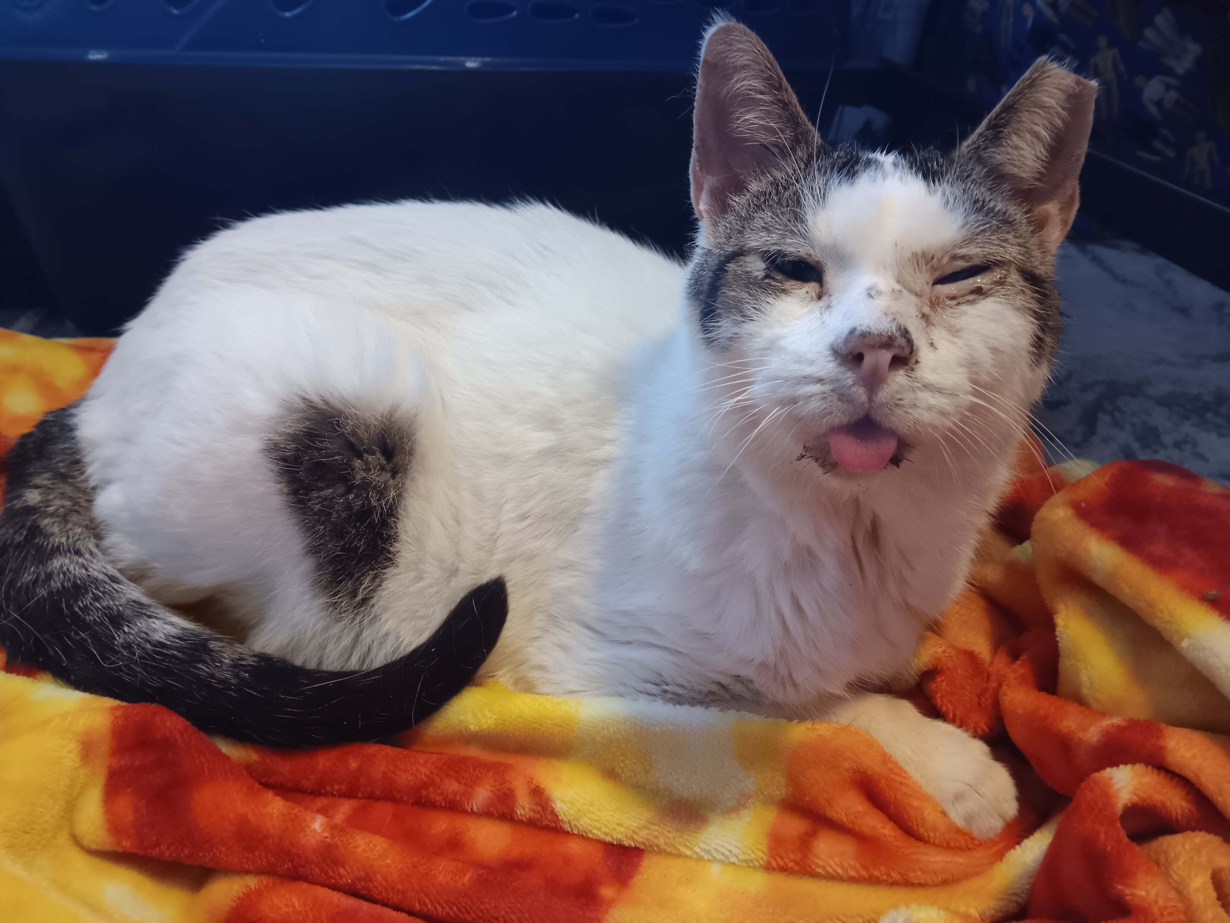 Support Squeak's Surgery for a Pain-Free Life campaign photo, 5 of 6